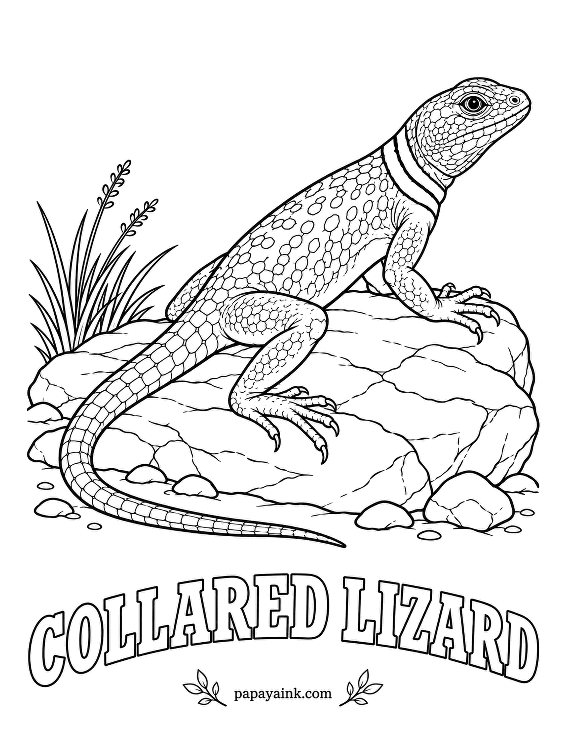 Reptile Coloring Pages - Two black bands around the neck give the collared lizard its name and the air of a tiny dinosaur. To escape, it rises and sprints on its hind legs. Males are turquoise and green with a yellow head - the brightest sheet in this set.