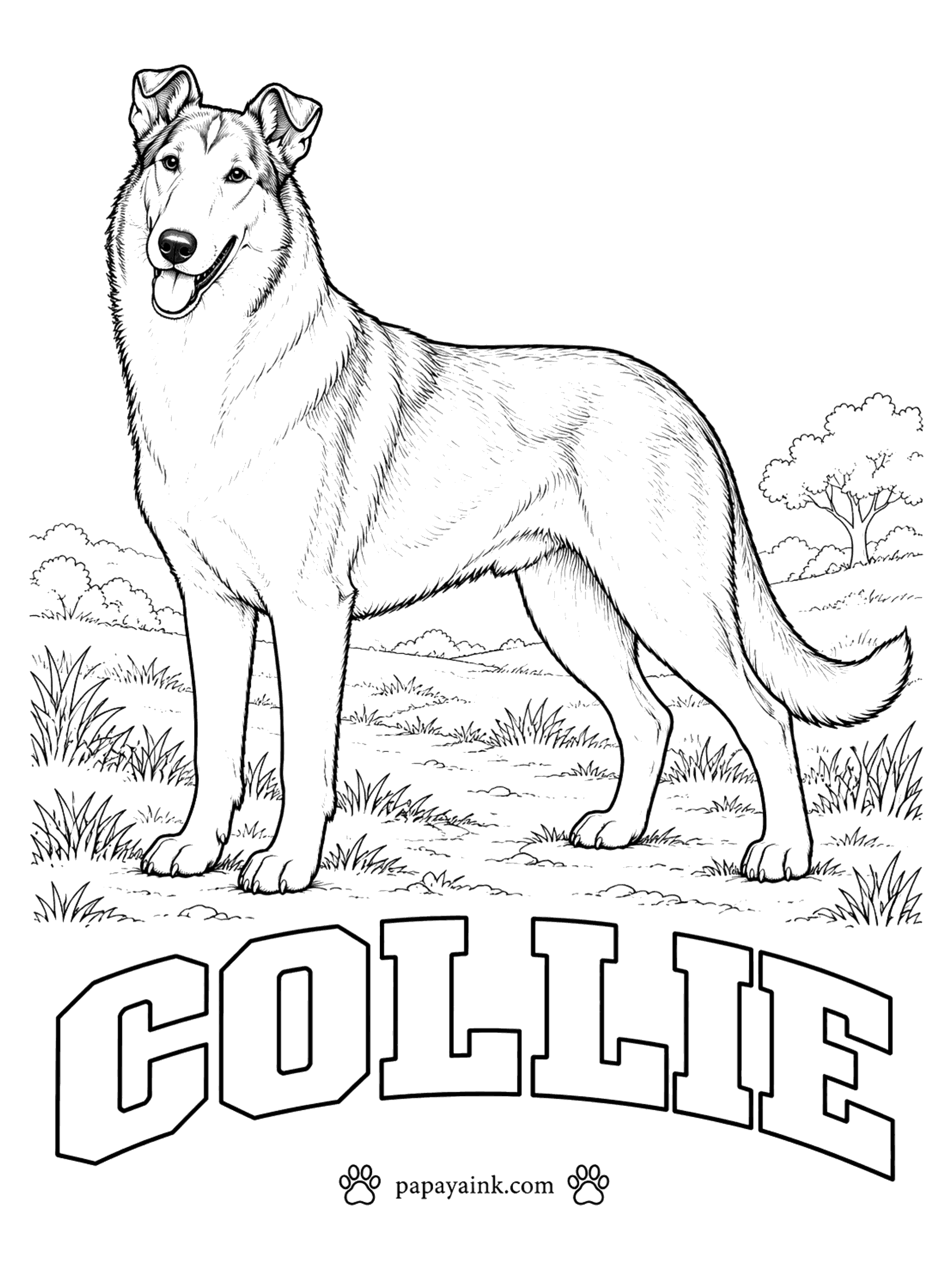 Free Printable Dog Coloring Pages - This is the smooth collie, the short-coated variety of the breed better known in its long-haired rough form. Sable and white is the classic: gold to mahogany with a white collar, chest, legs and tail tip. Tricolor and blue merle collies exist too.