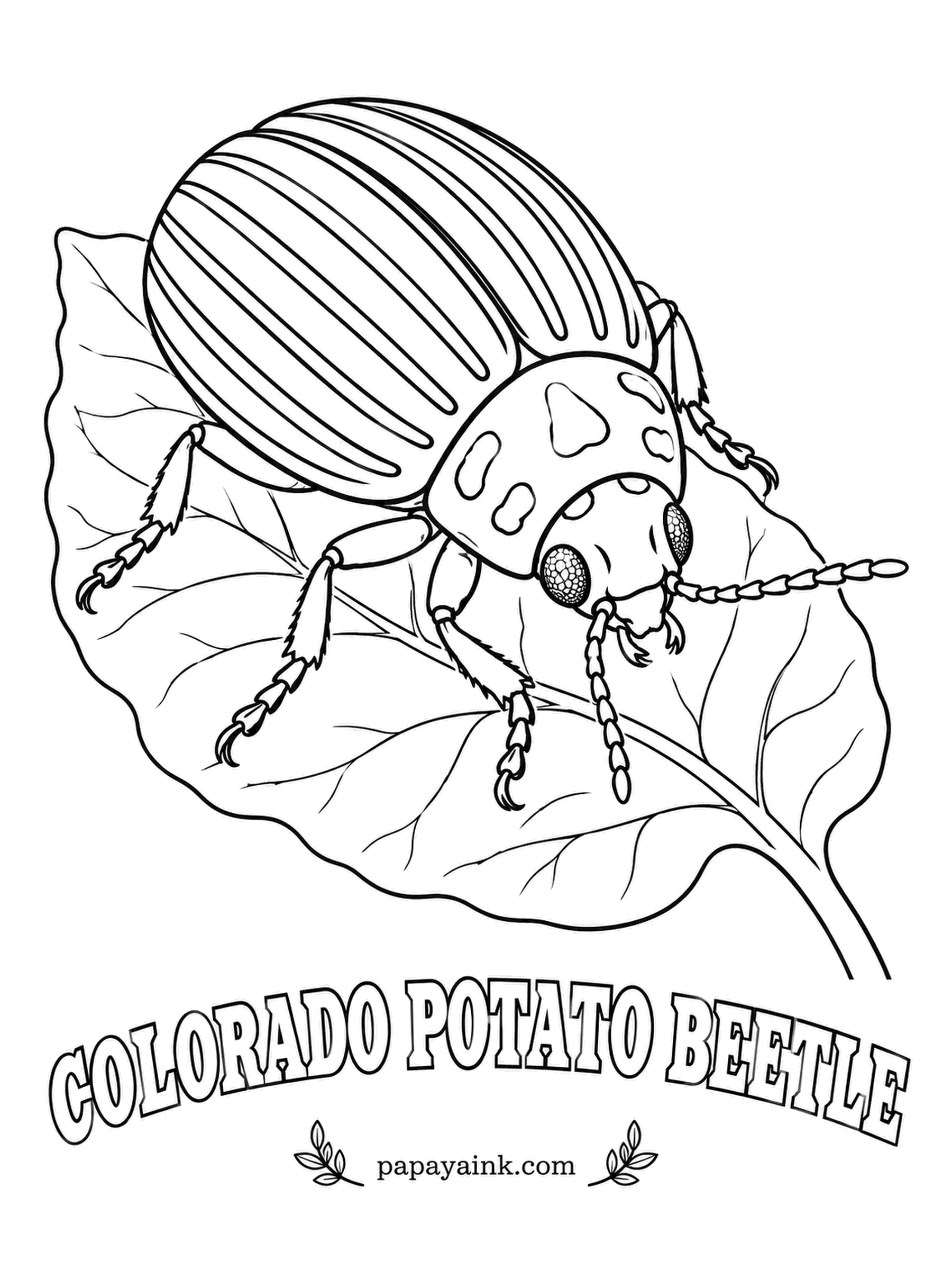Beetle Coloring Pages - Rocky Mountain weed to world-famous pest: the Colorado potato beetle switched to potato fields in the eighteen-hundreds and has outwitted nearly every pesticide since. Ten black stripes on cream-yellow, orange collar with black dots.