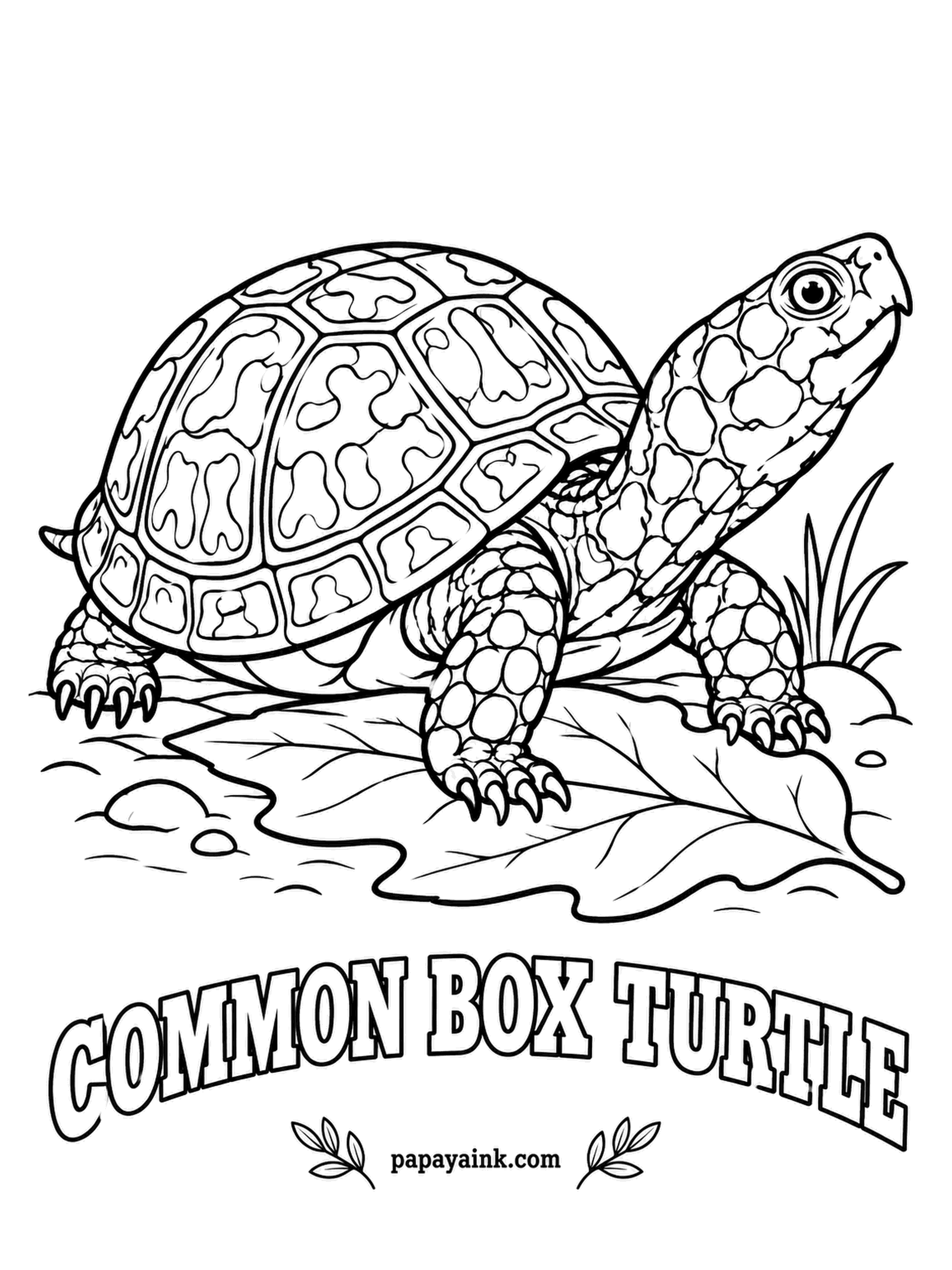 Reptile Coloring Pages - A hinge across the bottom shell lets the box turtle shut front and back and seal itself in completely. Males often have red eyes. Brown shell splashed with yellow and orange, a woodland turtle that often passes forty.