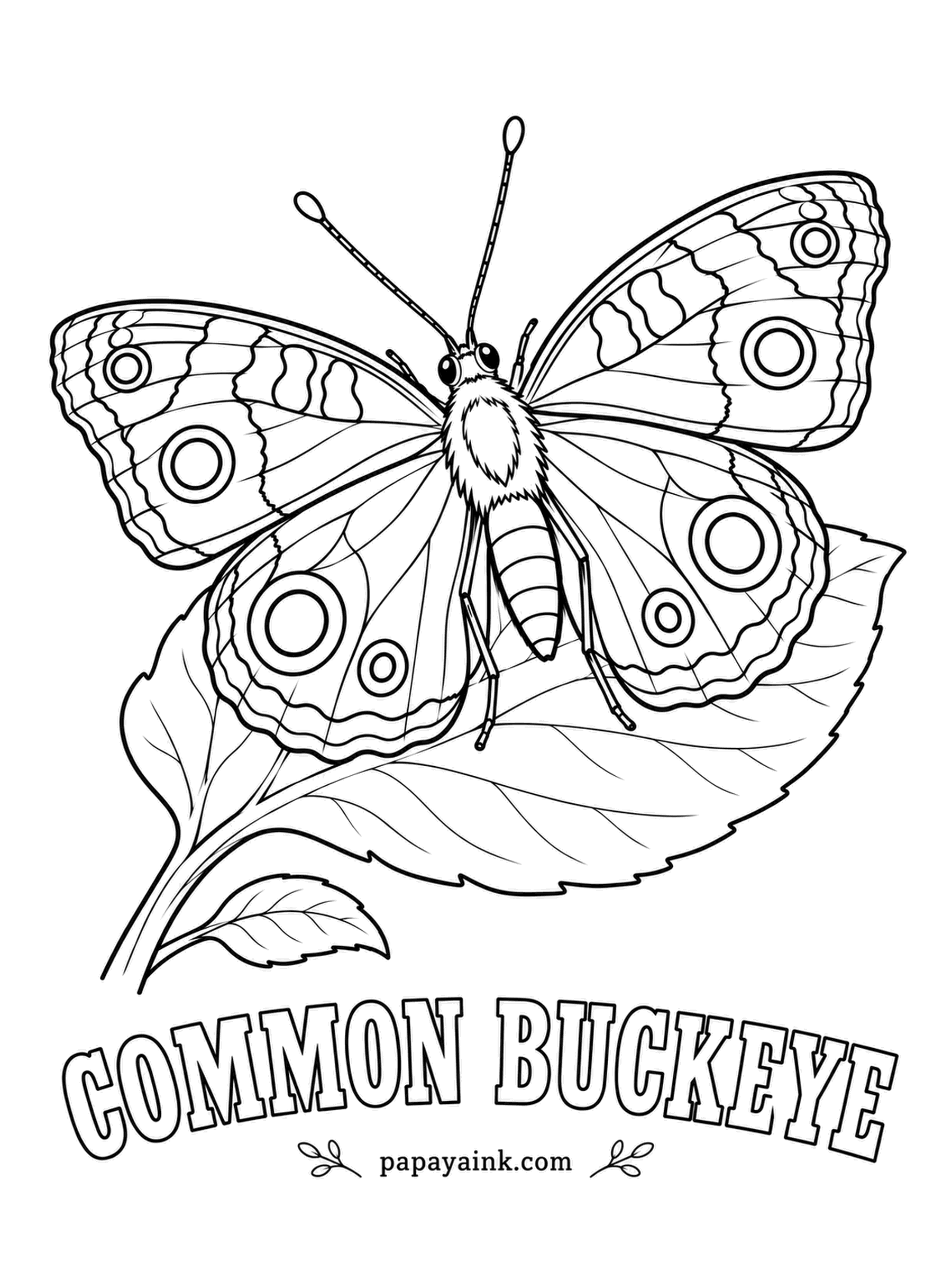 Butterfly and Moth Coloring Pages - Those big eyespots are not decoration: a bird that lunges at a staring eye gets a mouthful of wing and the buckeye escapes. Brown wings, orange bars on the forewing, and a touch of violet inside each eyespot.