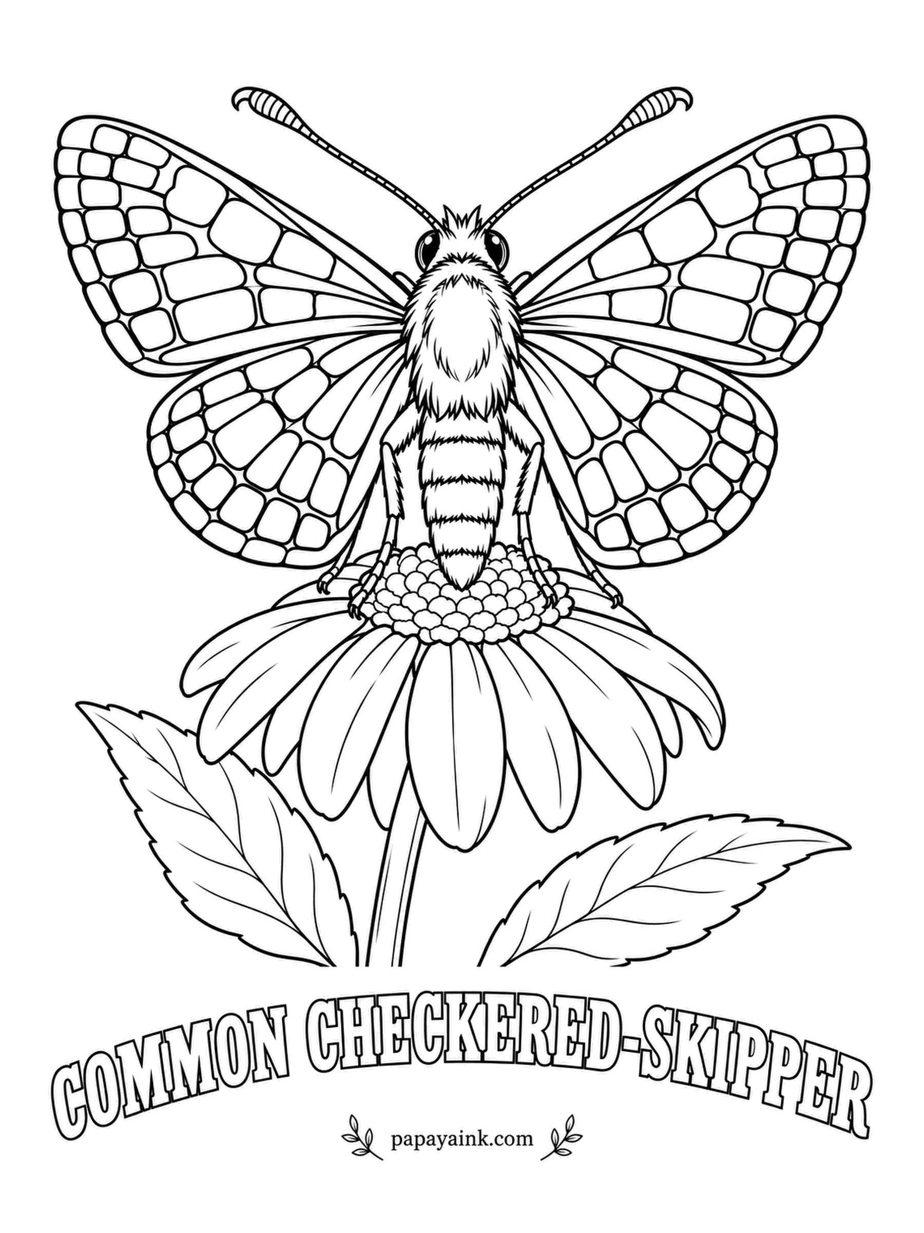 Butterfly and Moth Coloring Pages - Skippers sit halfway between butterflies and moths: chunky furry bodies, hooked antennae and darting flight. Black and white checkerboard wings, with a blue-gray sheen on the body of the male. Keep the squares crisp.