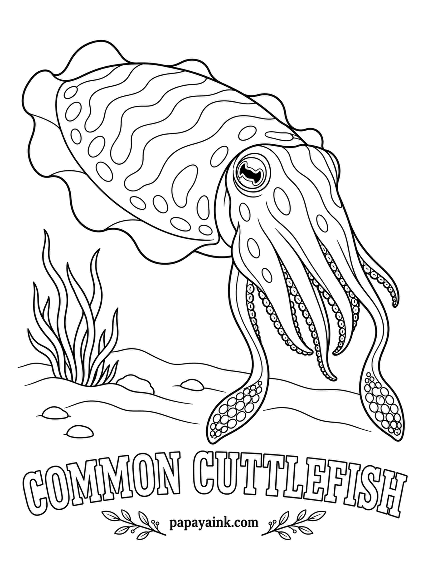 Sea Creature Coloring Pages - A master of camouflage that cannot see color at all, and still matches its surroundings shade for shade. The white oval sold for pet birds is its internal shell, the cuttlebone. Males wear zebra stripes in brown and cream.