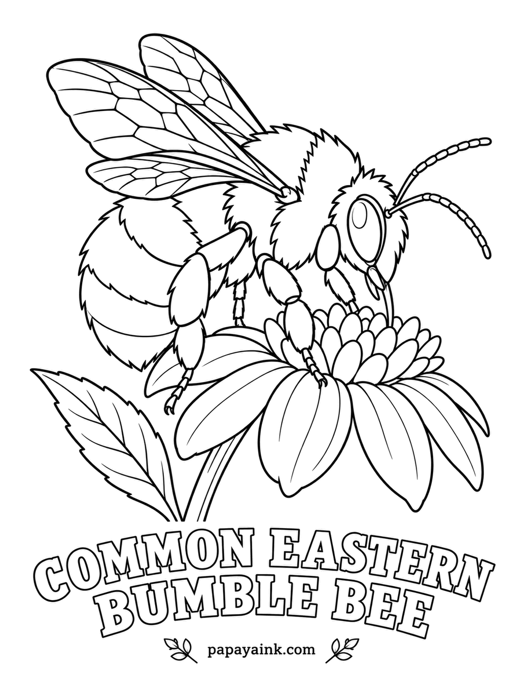 Insect Coloring Pages - Greenhouse growers rent colonies of common eastern bumble bees, which shake pollen loose from tomato flowers by buzzing. Color the thorax yellow, then only the first band of the abdomen; everything behind it is black.