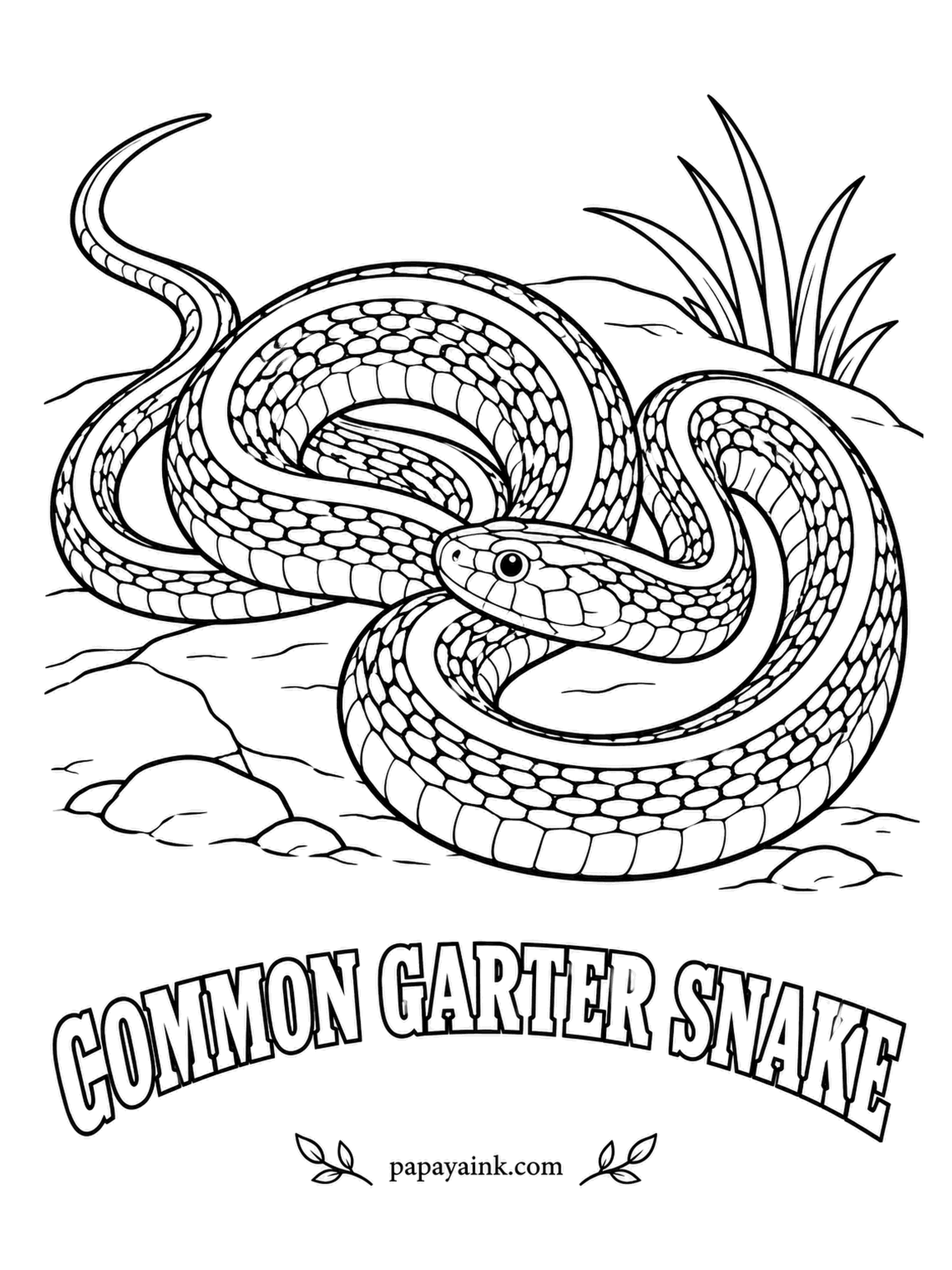 Reptile Coloring Pages - No snake in North America is easier to meet: garter snakes live in backyards from Florida to Canada and gather by the tens of thousands in winter dens. Dark olive with three yellow stripes running the length of the body.