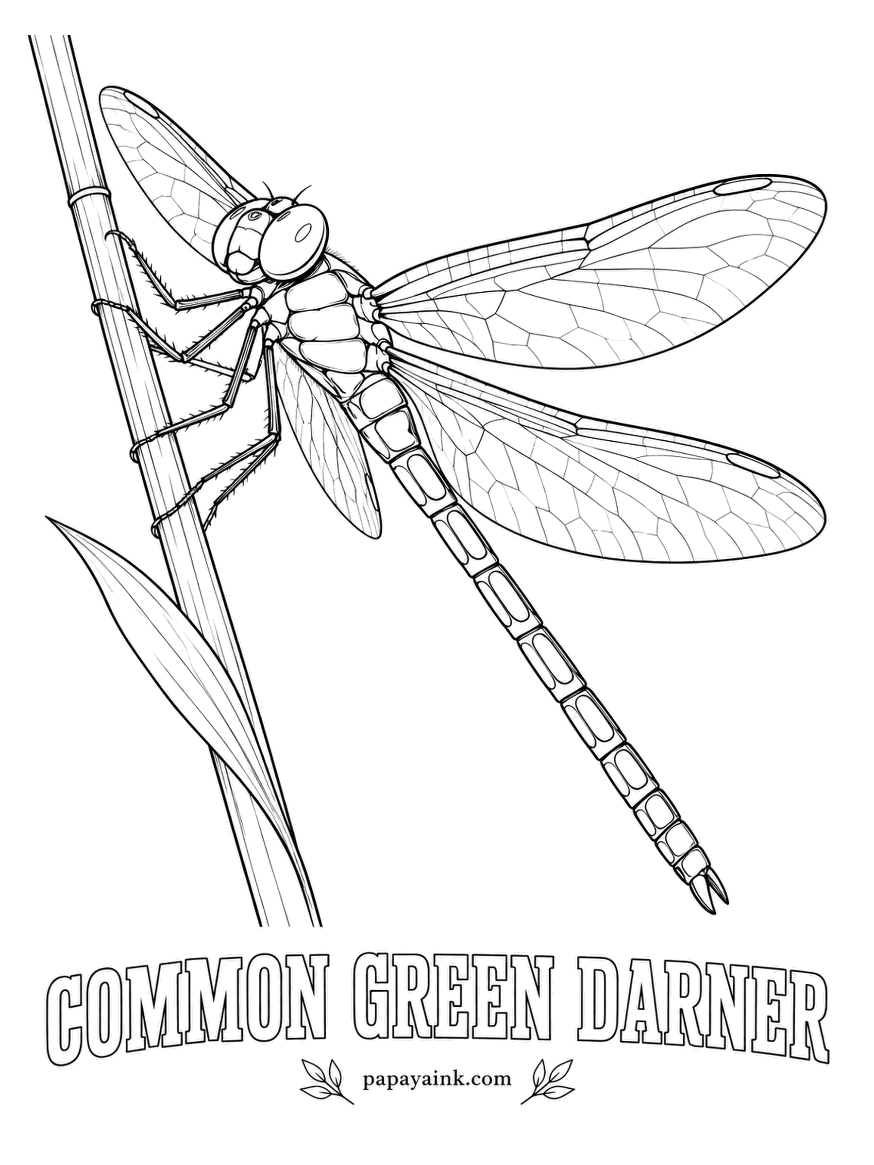 Insect Coloring Pages - Each fall, common green darners fly south in big migrations, some covering hundreds of miles. This one is resting on a reed before the trip. Grass-green thorax, sky-blue abdomen for a male. Detailed - fine veins in all four wings.
