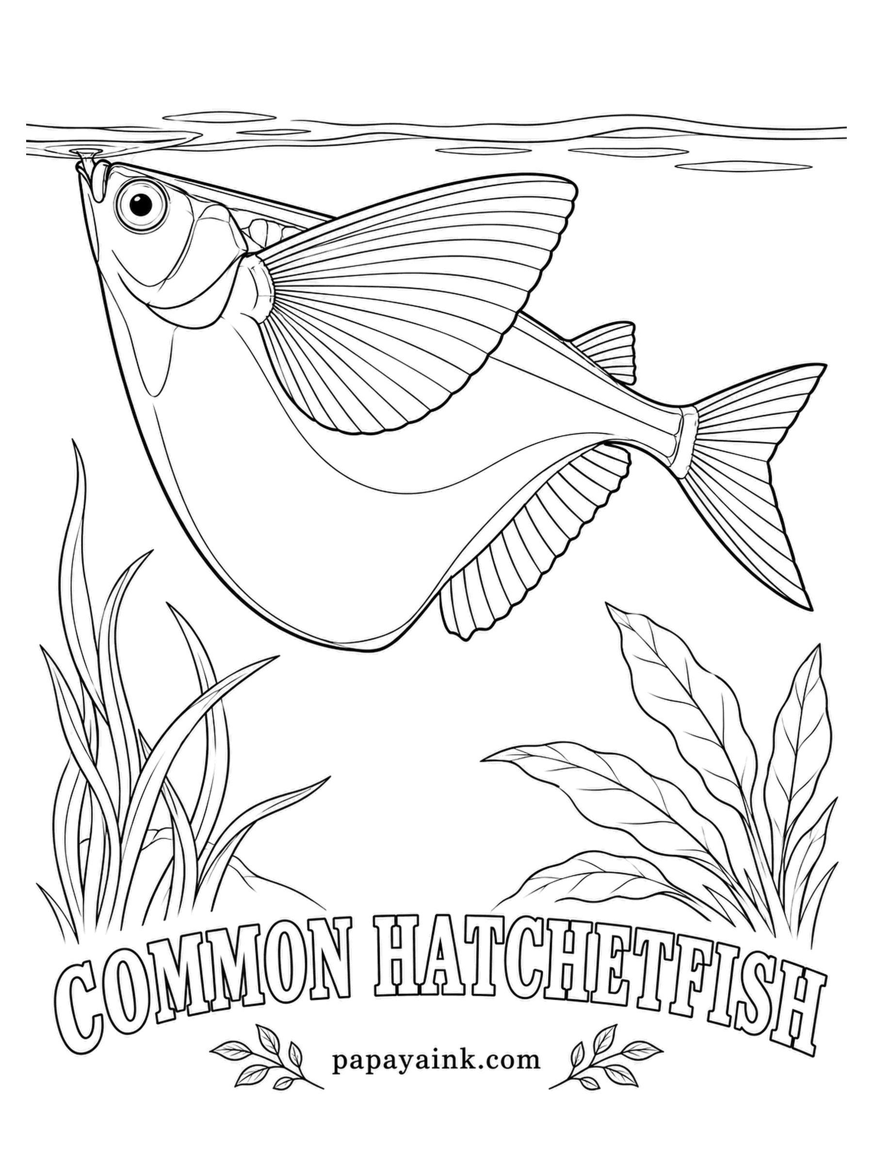 Aquarium Fish Coloring Pages - That deep keel of a chest holds powerful fin muscles, and with them a hatchetfish can leap clear of the water and skim a short way through the air. Aquarium lids exist for a reason. Silver gray, plus one thin dark line along the side.