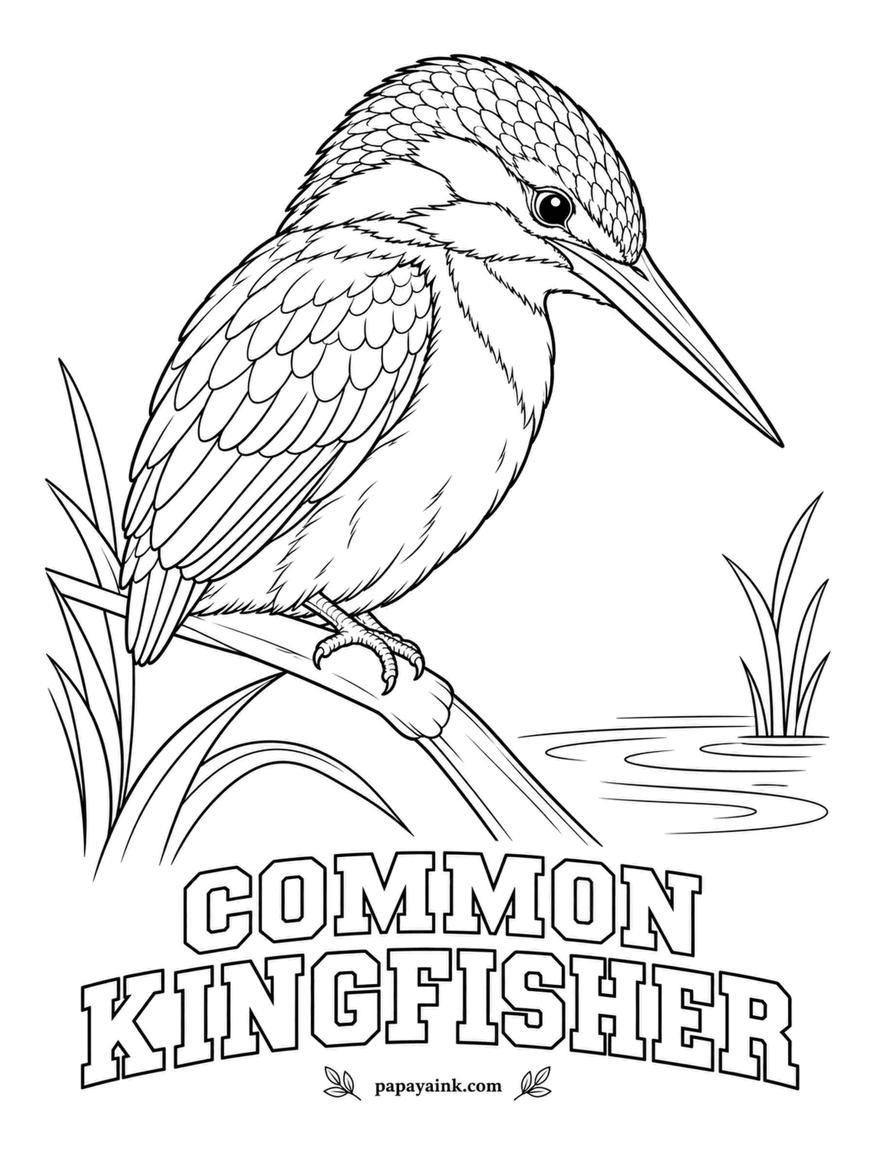 Printable Bird Coloring Pages - Japanese engineers shaped the nose of a bullet train after this bill, so the train could leave tunnels without a boom. The Common Kingfisher is electric blue above, orange below, with white patches on the throat and neck. Bright red feet.
