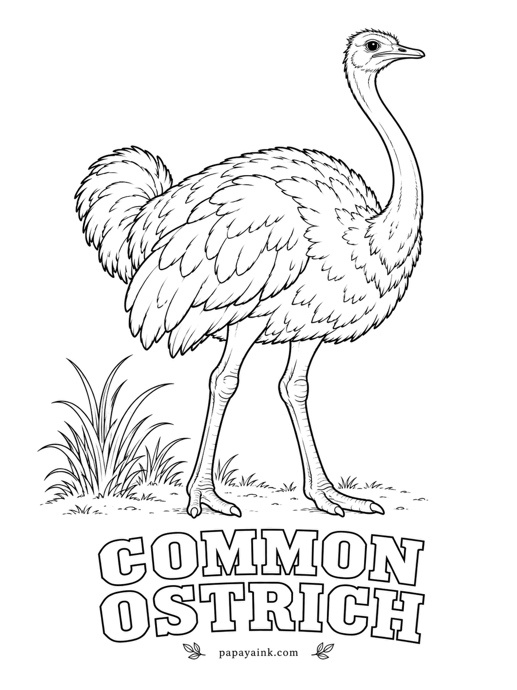 Printable Bird Coloring Pages - The largest living bird is also the only one with two toes on each foot. A male Common Ostrich is black with white plumes on the wings and tail; the female is gray-brown. Pinkish neck and legs, and the huge eye deserves care.