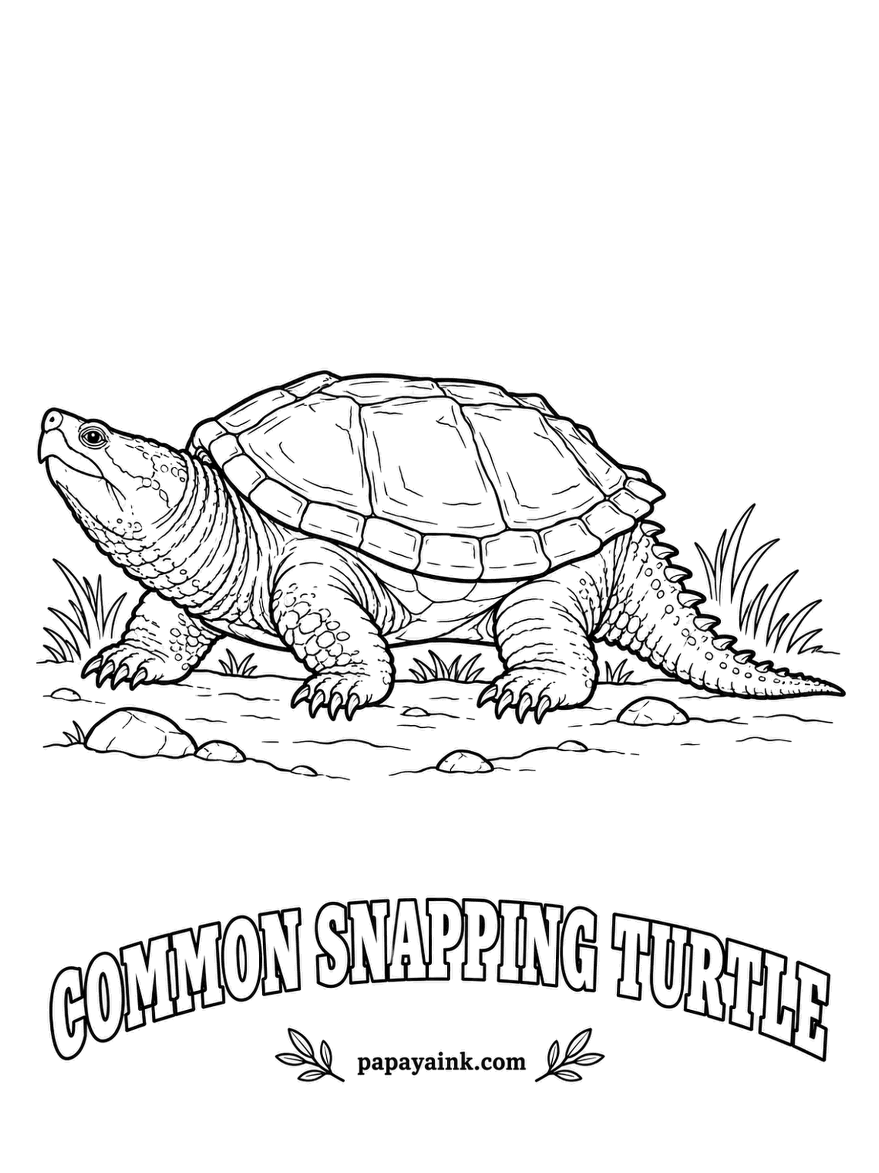 Reptile Coloring Pages - Too big to hide inside its own shell, the snapping turtle relies on attitude instead. The saw-toothed tail and rough shell give it a prehistoric look. Muddy olive and brown, with a little algae green on the shell for realism.