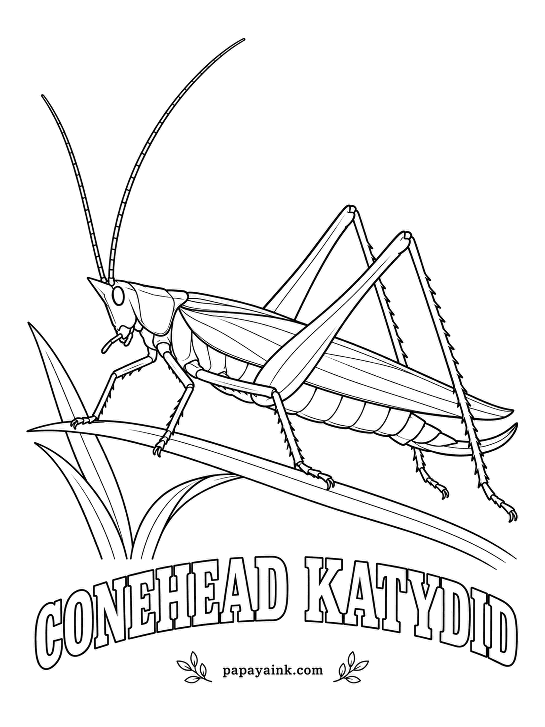 Insect Coloring Pages - The pointed cone on its forehead is the quickest way to recognize a conehead katydid. Males sing on summer nights with a shrill, steady buzz that sounds a lot like a humming power line. Grass green or straw brown.
