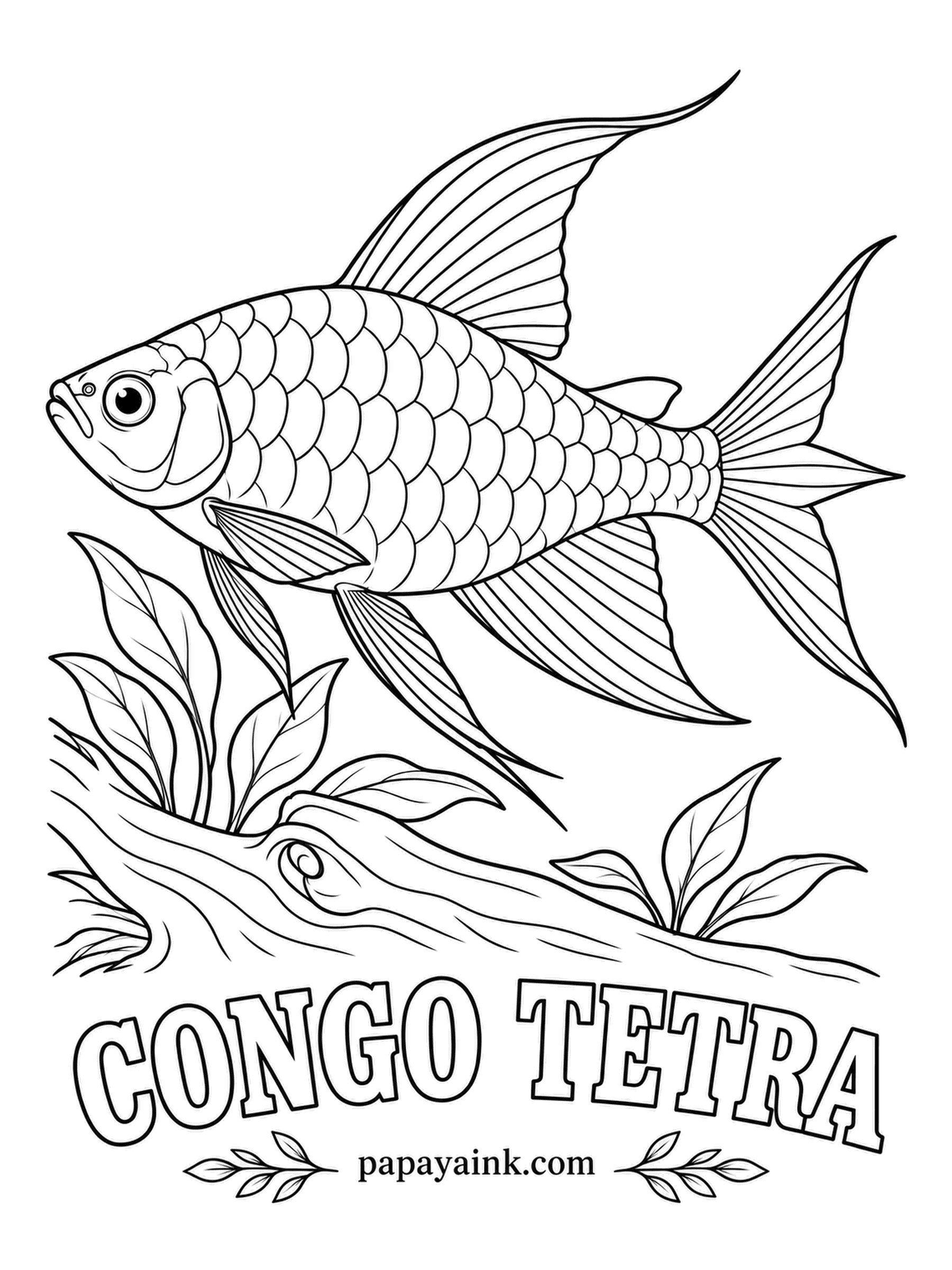 Aquarium Fish Coloring Pages - Best known of the African tetras, from the Congo River basin. Males grow frilled, white-edged fins, and the scales flash gold and blue as the fish turns. Detailed - those scales reward a sharp pencil and some patience.