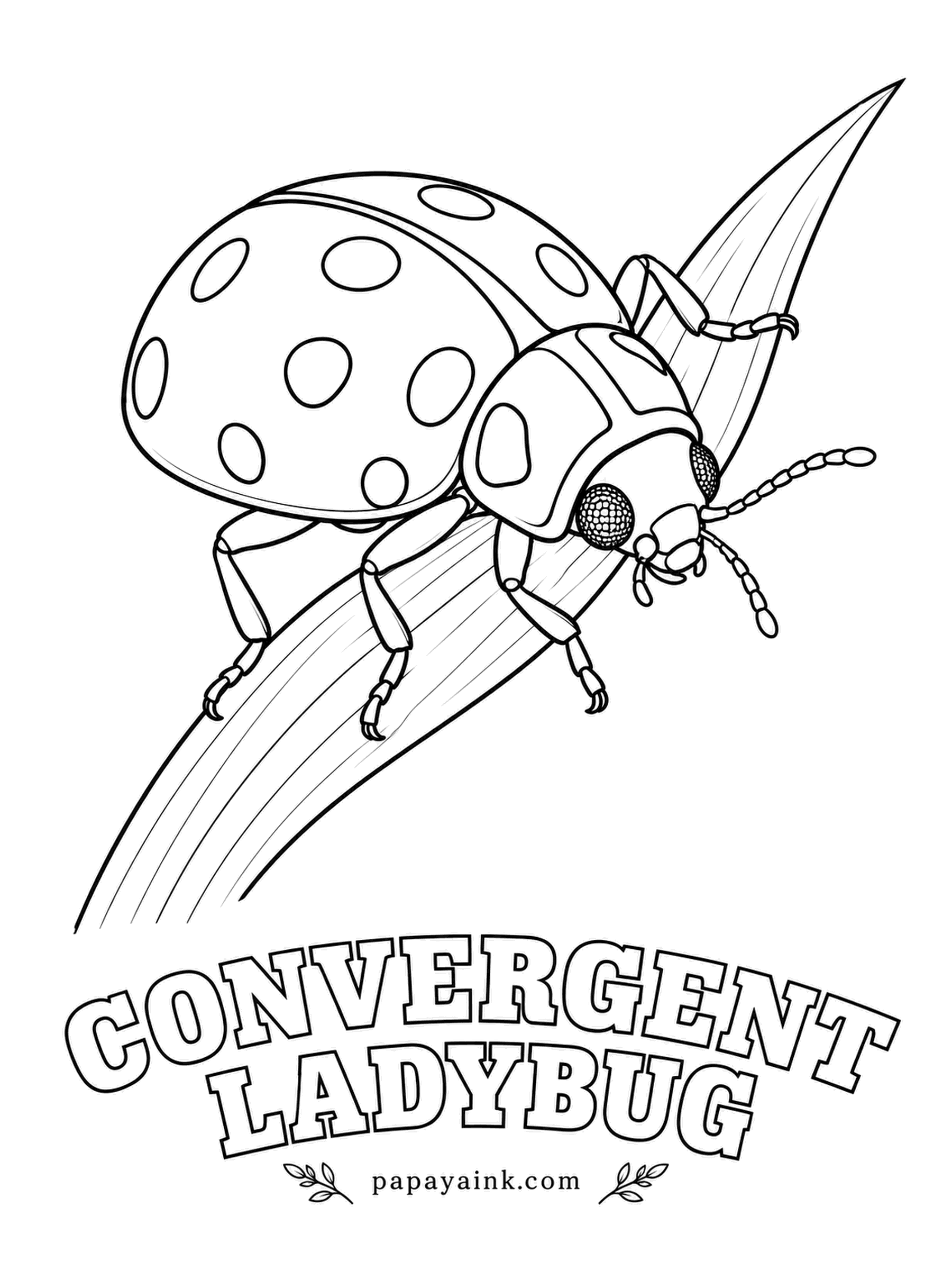 Beetle Coloring Pages - Two short white lines on the black collar slant toward each other, which is how the convergent ladybug got its name. Each winter these beetles crowd together by the millions in Western mountains. Orange-red shell, black spots, white dashes left blank.