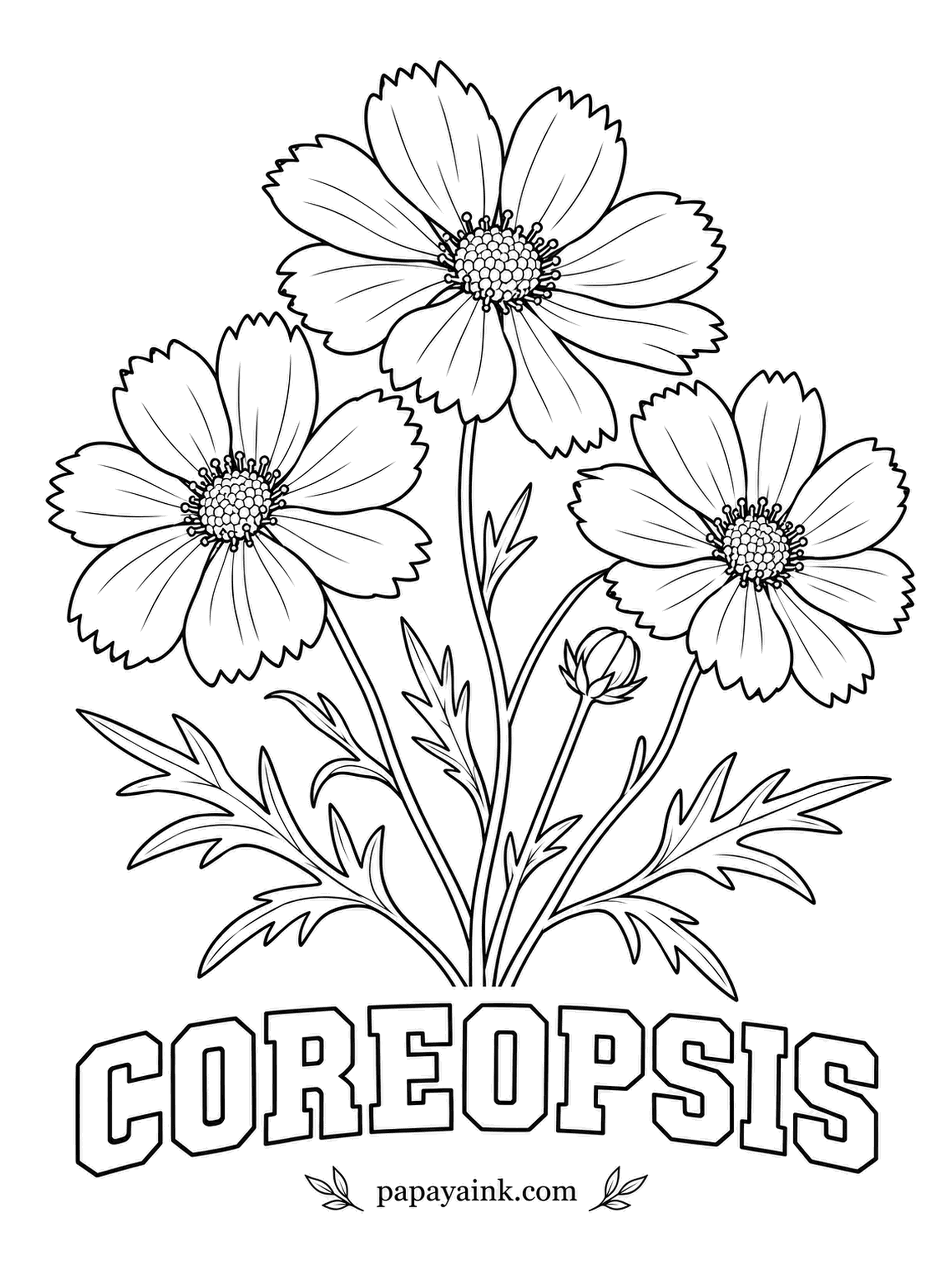Free Flower Coloring Pages - Florida adopted coreopsis as its state wildflower, and its highway crews sow it along roadsides. Bright yellow is the usual color, and the notched petal tips can take a slightly deeper gold.