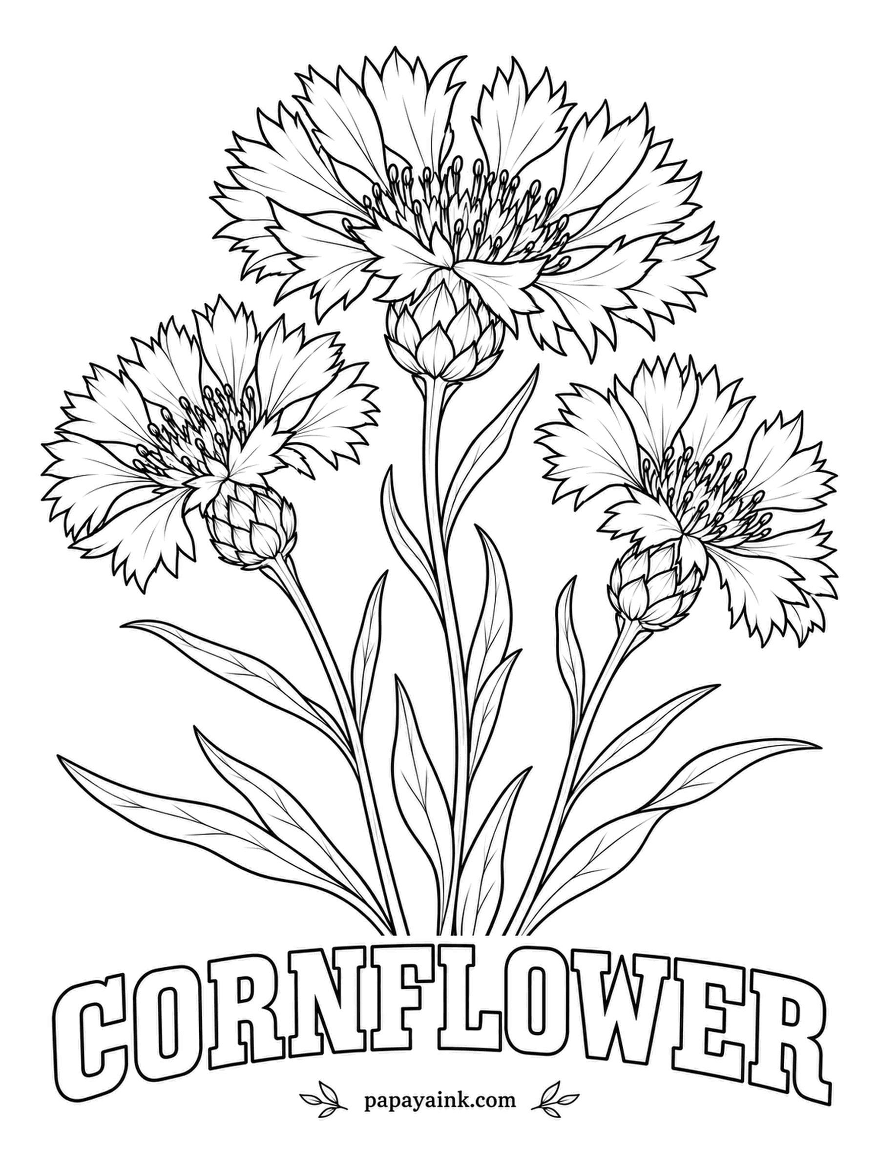 Free Flower Coloring Pages - Once a common weed of wheat fields, the cornflower is now sown on purpose in wildflower meadow mixes. The frilled florets look best in a vivid true blue with darker centers, and the scaly buds below them in gray-green.
