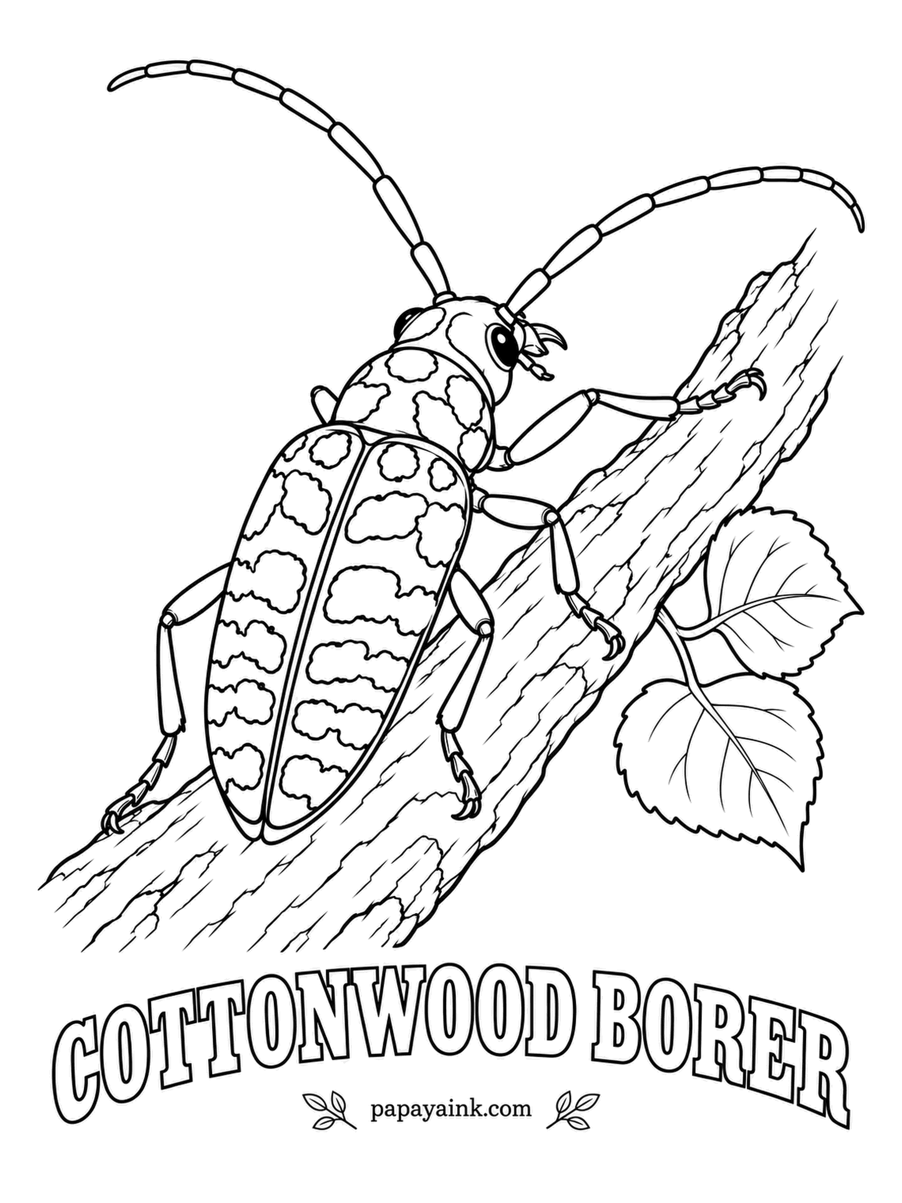 Beetle Coloring Pages - Big for a longhorn, the cottonwood borer wears a white coat with black blotches laid out like a jigsaw puzzle. Its grubs tunnel into the roots of cottonwoods and poplars. Ivory and black, nothing else.