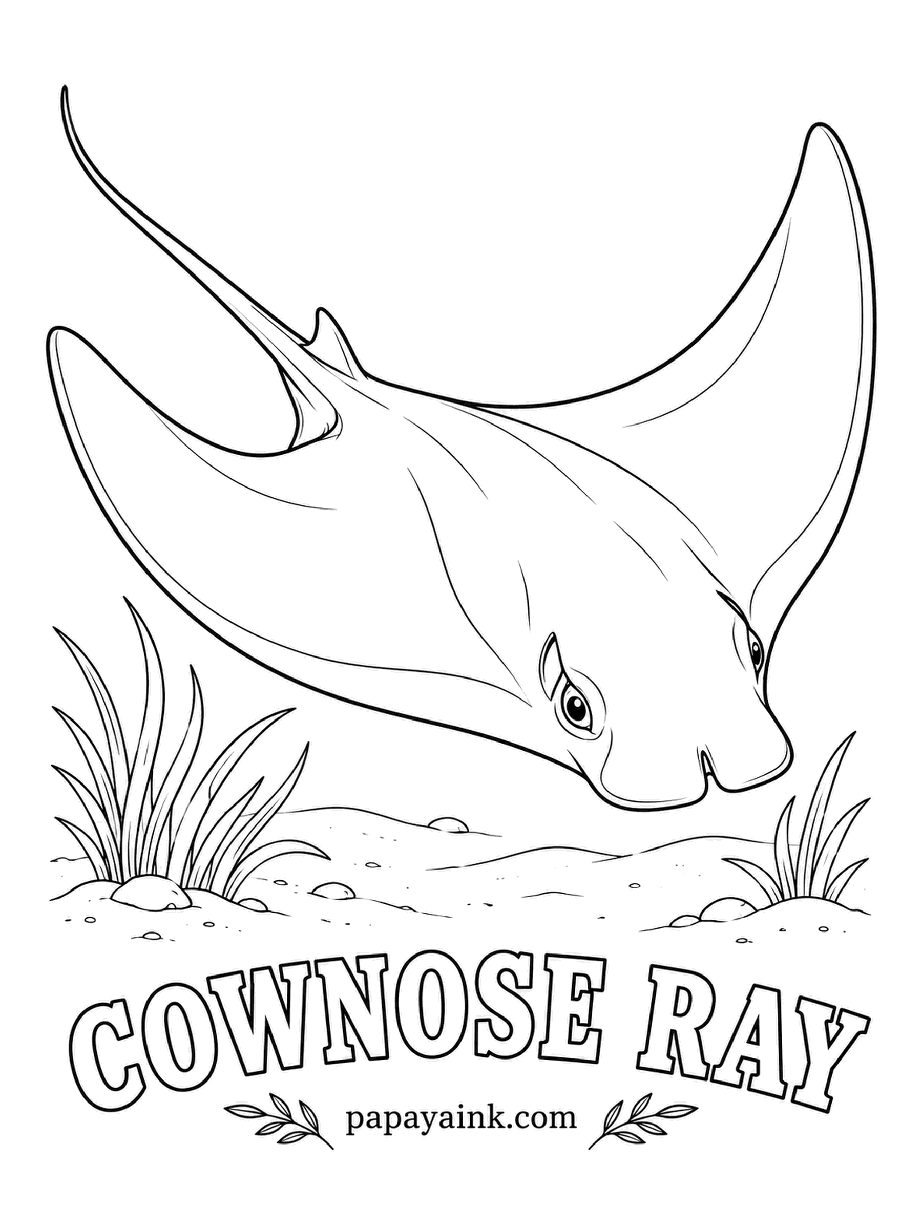 Ocean Fish Coloring Pages - Along the US East Coast, cownose rays migrate in schools that can number in the thousands, wingtips almost touching. The notched, fleshy forehead earns the name. Brown to olive on top, pale cream where the wing curls up to show the underside.