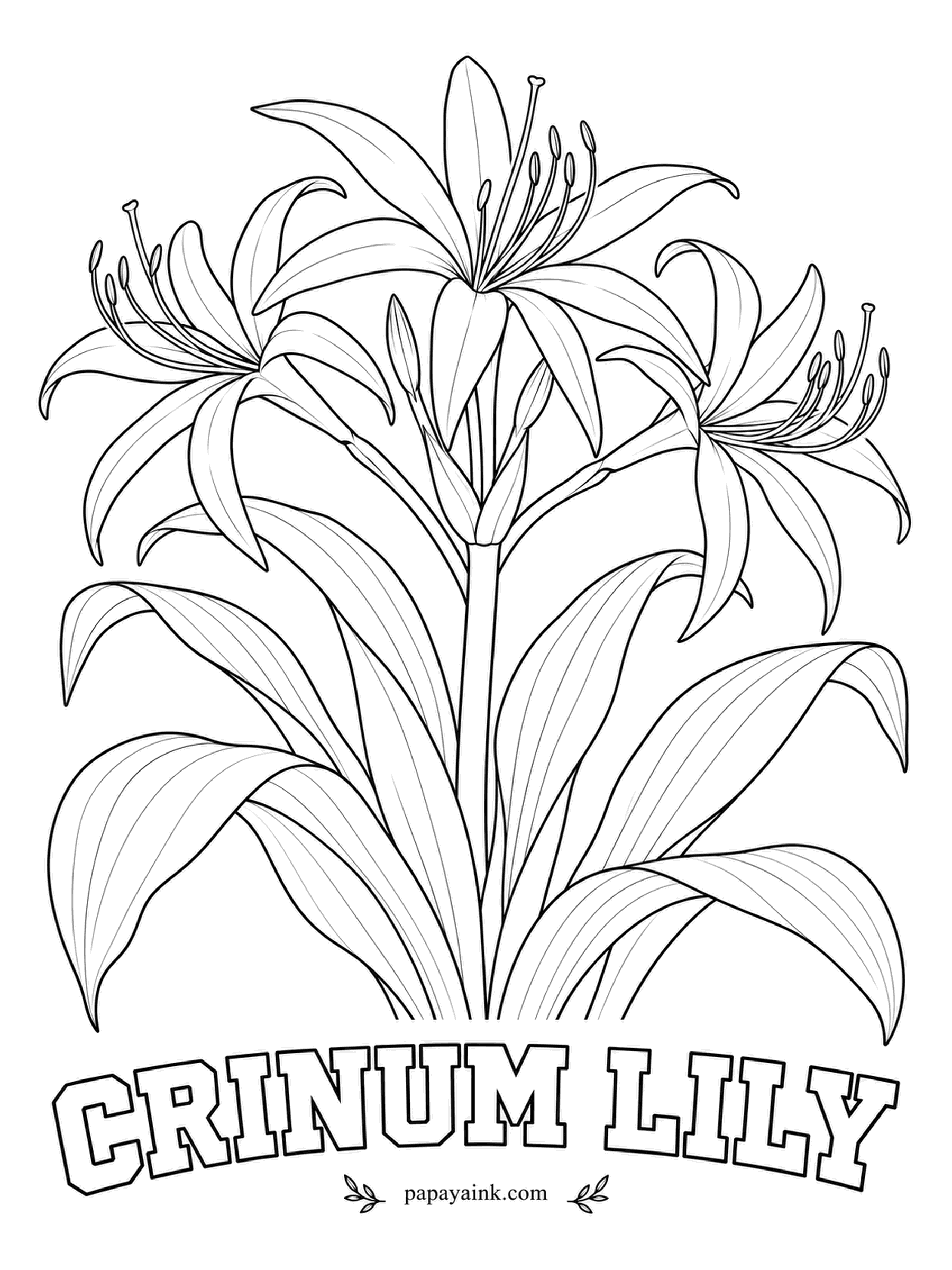 Realistic Flower Coloring Pages - Big trumpet flowers open in a loose crown on a sturdy stalk and perfume the evening air. Crinum is a tough bulb from warm climates, and forms striped white and pink are nicknamed milk and wine lily. Try a rose stripe down each petal.