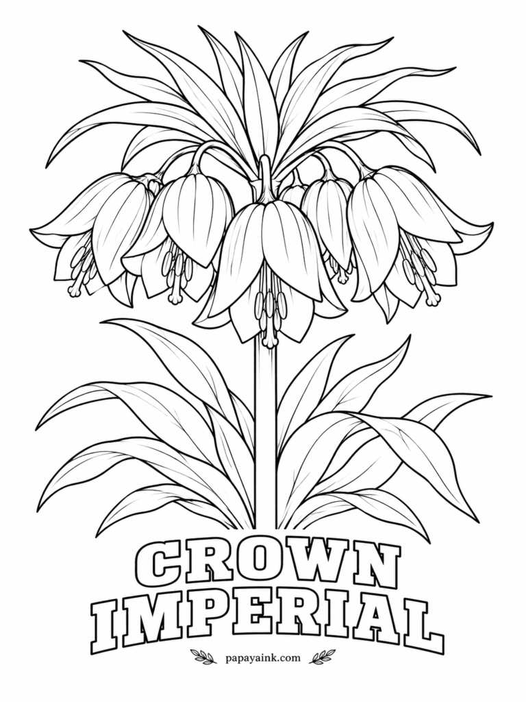Printable Flower Coloring Pages - A ring of bells hanging under a tuft of leaves, like a lamp with a green shade. Crown imperial blooms brick orange or deep red in spring, and a drop of nectar sits inside every flower. Color the bells first, then the long leaves beneath.