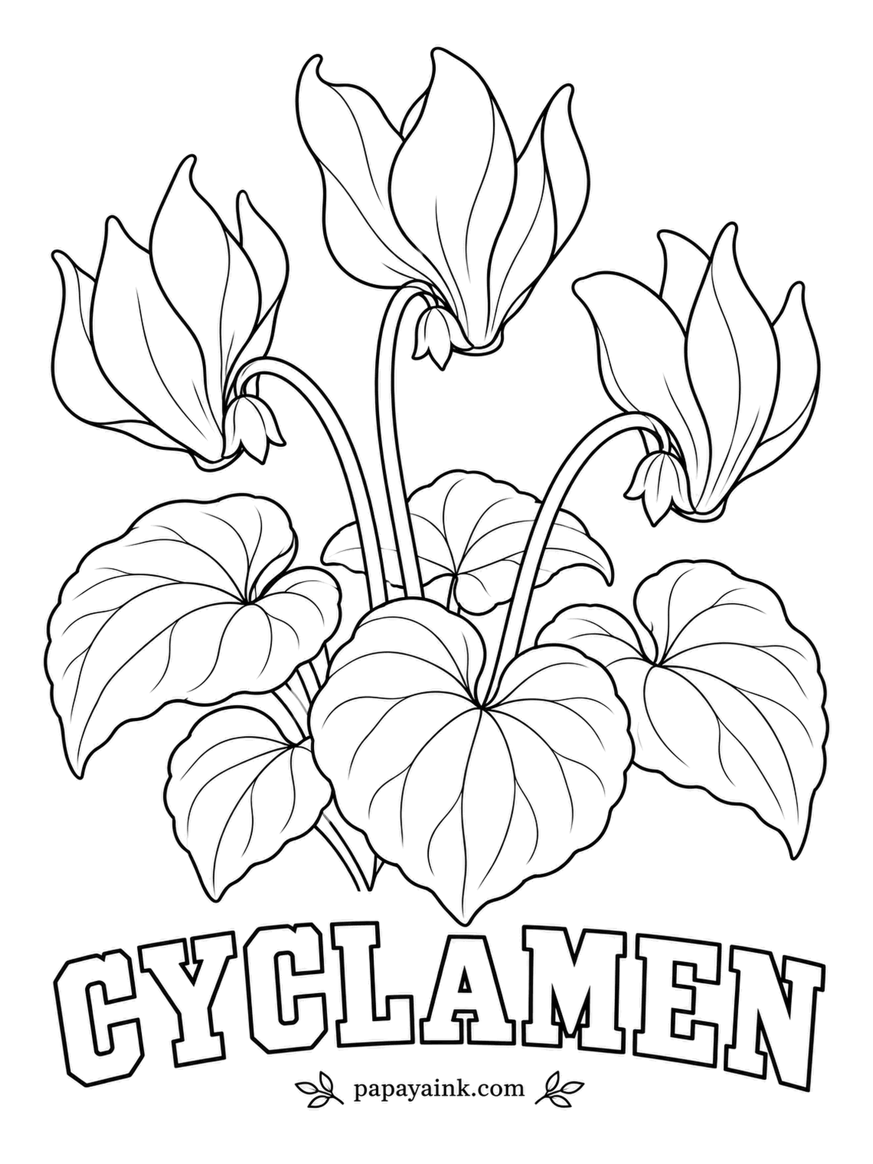 Free Flower Coloring Pages - After a cyclamen flower is pollinated, its stem coils like a spring and pulls the seed pod down to the soil. The swept-back petals look best in rose or magenta, and the heart-shaped leaves often carry a silvery pattern.