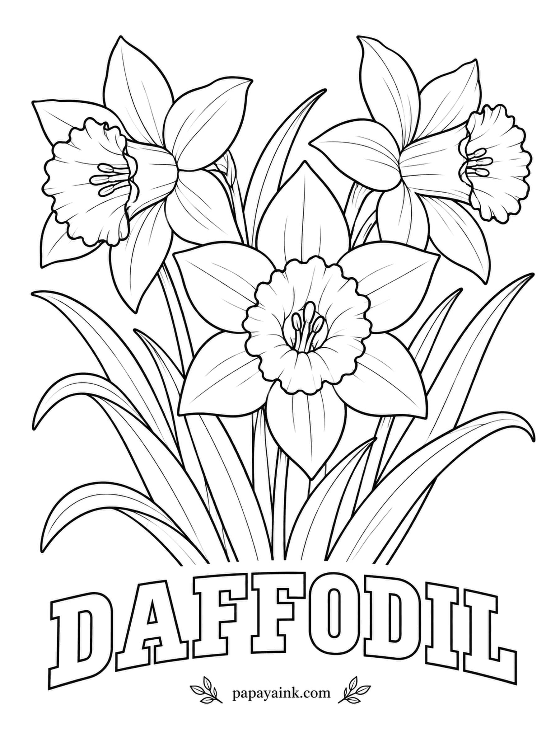 Free Flower Coloring Pages - Three daffodils face three different ways above a fan of strap-shaped leaves. The frilled trumpet in the middle of each flower is called the corona, and it works best a step warmer than the petals - deep gold or soft orange against lemon yellow.