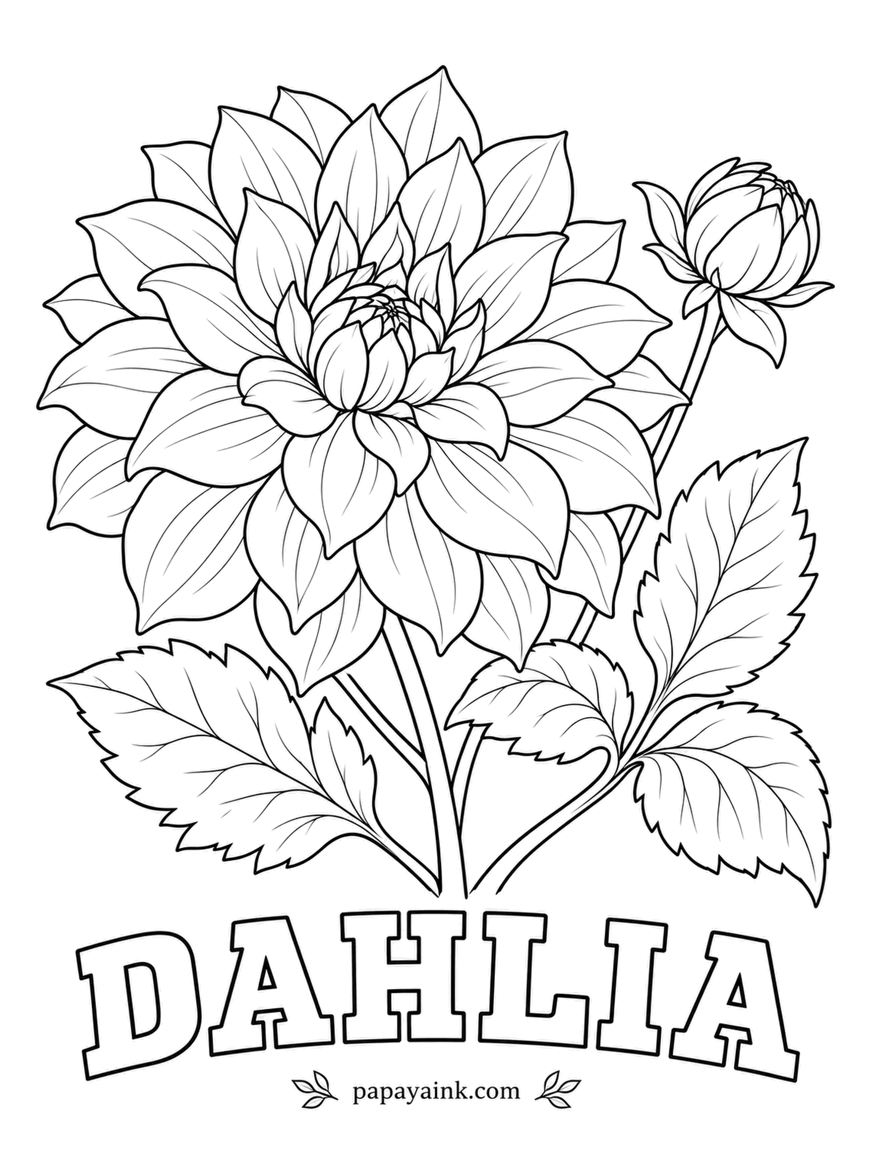 Free Flower Coloring Pages - Gardeners in cold climates dig dahlia tubers up every autumn and replant them in spring; Mexico, where the plant comes from, made it the national flower. Neat rows of layered petals reward a slow gradient from dark center to light rim. Detailed.