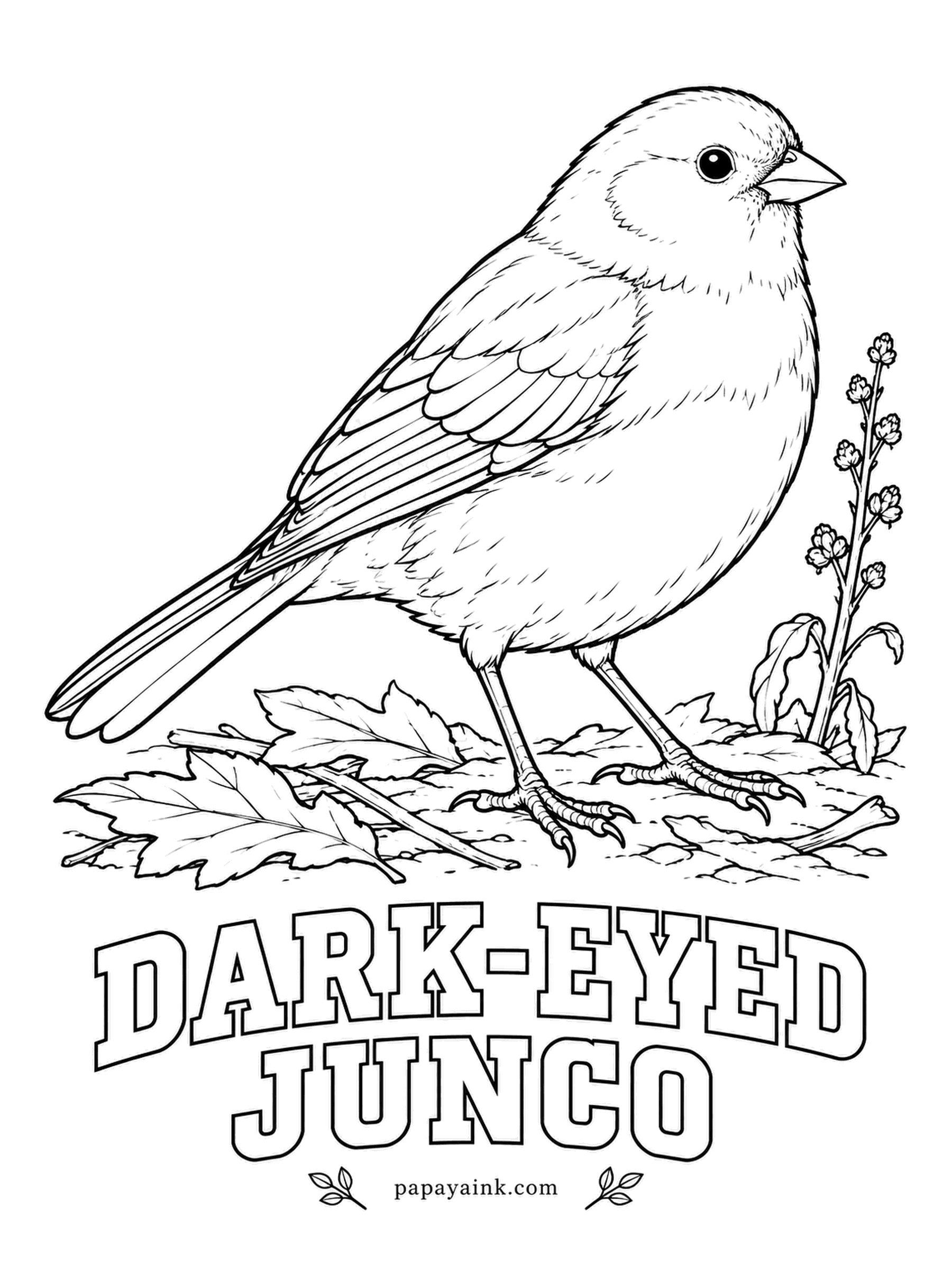 Realistic Bird Coloring Pages - Snowbird is the nickname, because juncos show up at backyard feeders just as winter does. Slate gray hood and back, a clean white belly and a pinkish bill. When it flies, white outer tail feathers flash on both sides.