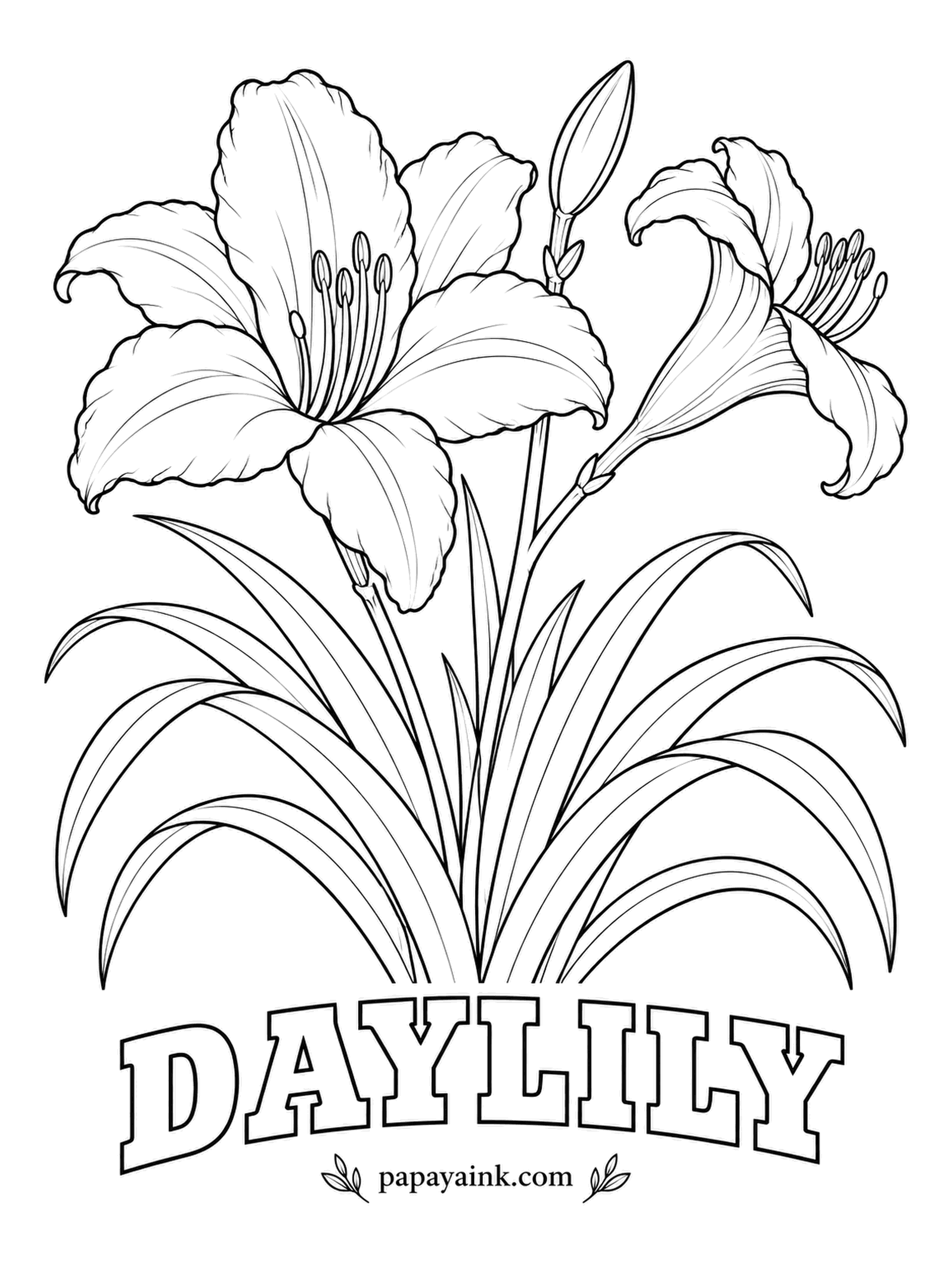 Free Flower Coloring Pages - The orange daylilies lining country roads are mostly a single species, nicknamed the ditch lily for where it turns up. Garden breeding has added peach, red and lemon; leave the long stamens a pale cream.