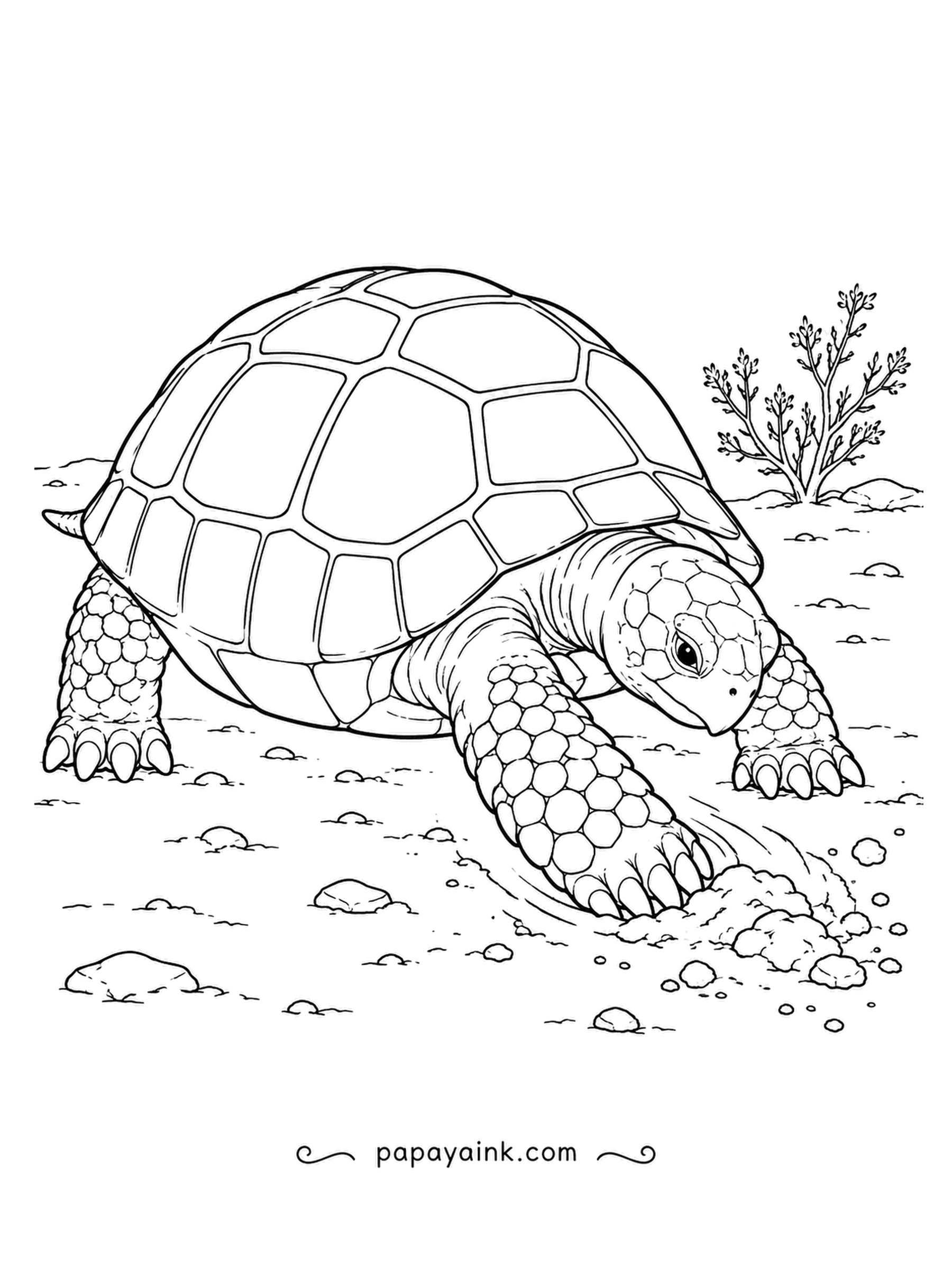 Turtle Coloring Pages - Digging into the sandy ground with a strong front leg, a desert tortoise starts a shallow scrape. These tortoises dig burrows to hide from the midday heat, and they spend much of their lives underground.