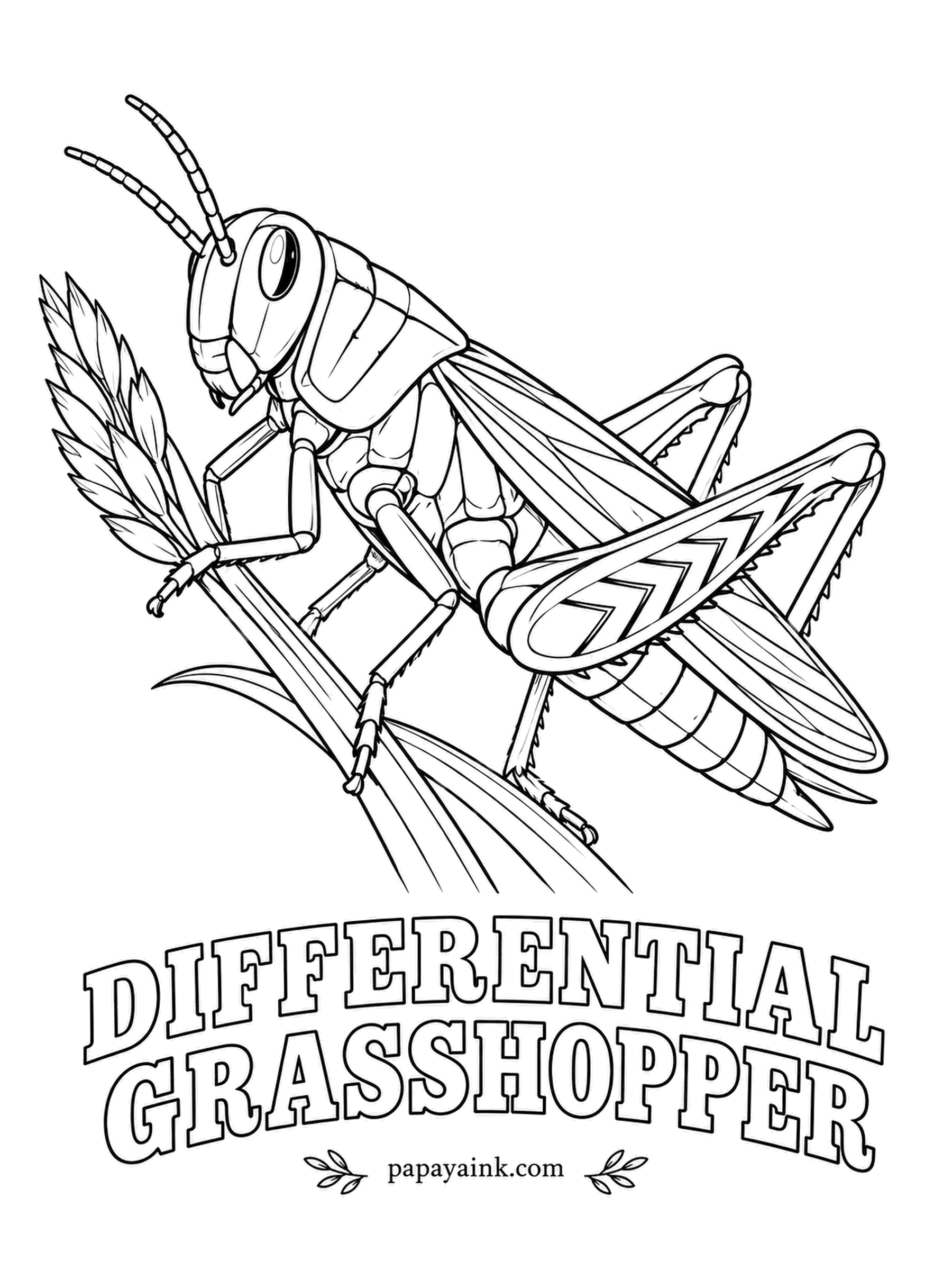 Insect Coloring Pages - Black chevrons stacked like arrowheads on the big hind legs mark the differential grasshopper, one of the large, common grasshoppers of farm country. Olive-yellow overall, yellow shins, the chevrons in glossy black.