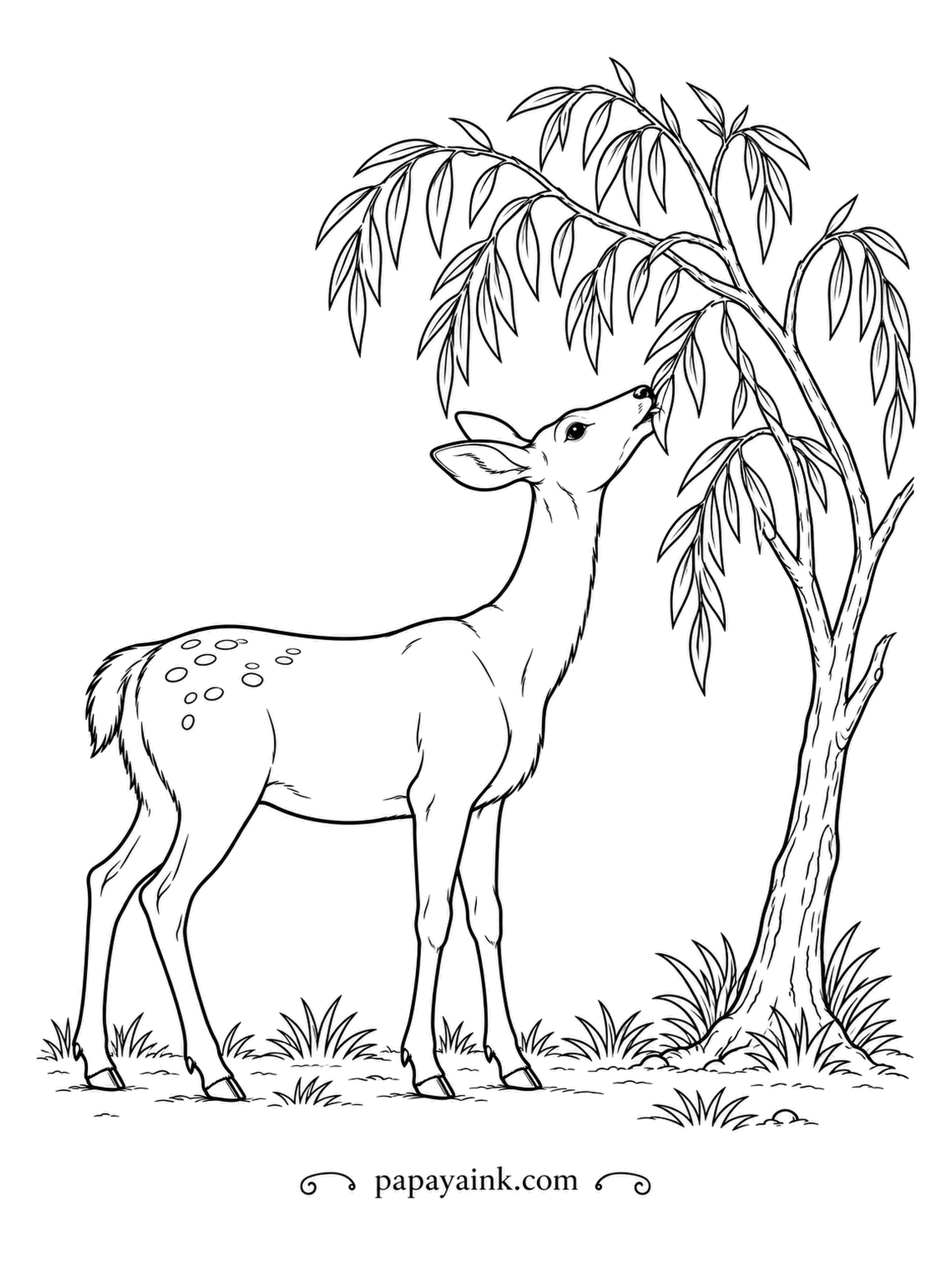 Deer Coloring Pages - Deer are mostly browsers: they prefer leaves, twigs and buds to a lawn of grass, unlike cattle. This doe stretches up into a willow for the freshest shoots. Detailed foliage and fine fur.