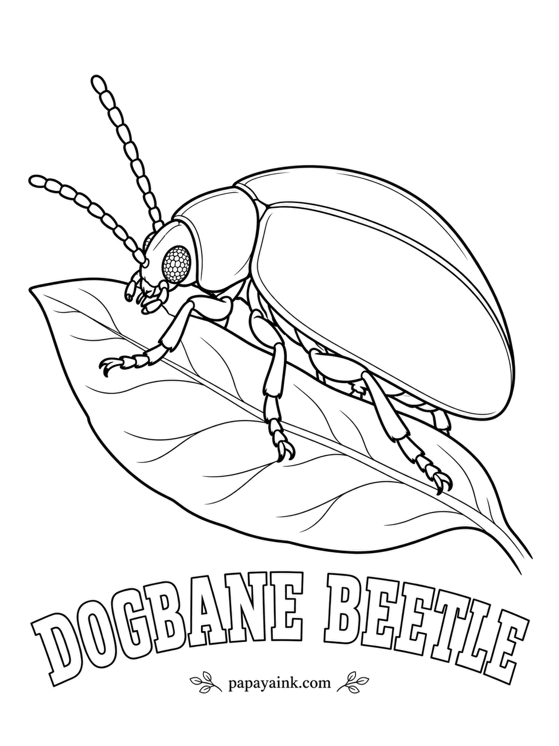 Beetle Coloring Pages - Few North American beetles can match its finish: the dogbane beetle shimmers green, copper and blue at once, as oil does on water. It feeds only on dogbane, a plant most animals avoid. Blend all three colors across the back.