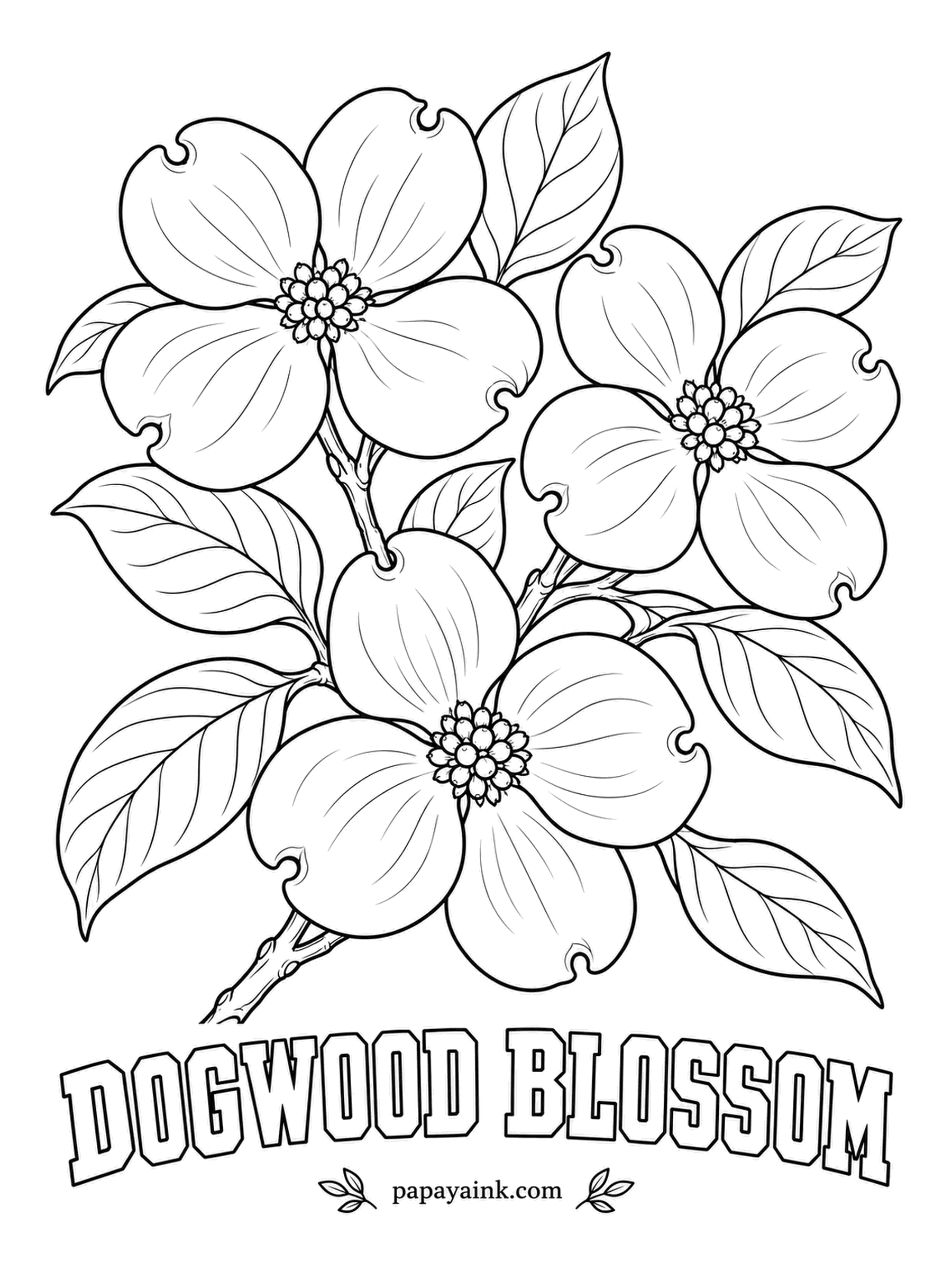 Free Flower Coloring Pages - Each of the four broad white shapes ends in a small notch, the mark left where its tip dried out inside the winter bud. Give the notches a touch of rust and the tight flower cluster a yellow-green.
