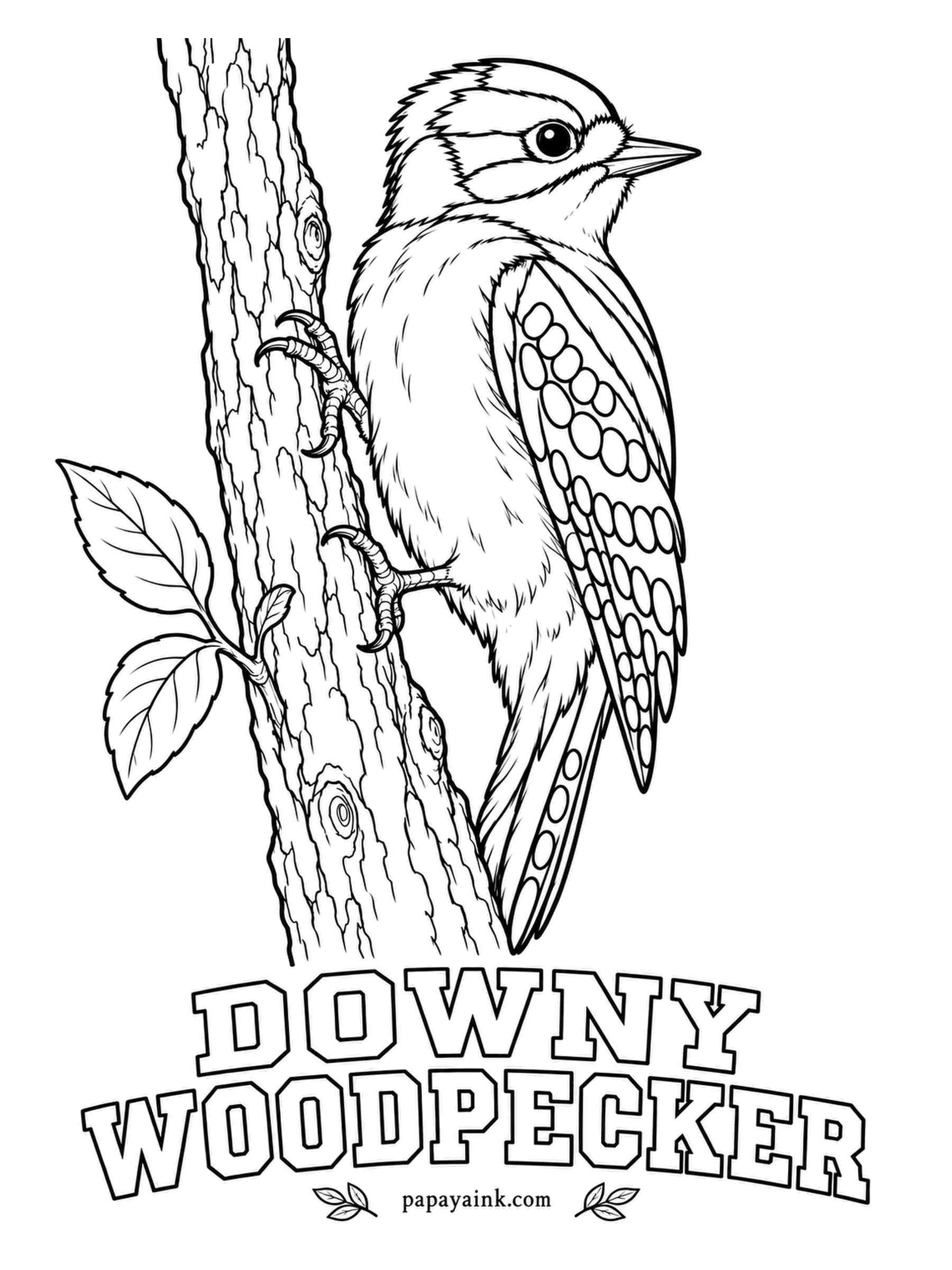 Printable Bird Coloring Pages - Smallest of North American woodpeckers, it props itself on stiff tail feathers, a built-in stool. A Downy Woodpecker has a white stripe down the back, wings checkered black and white and a striped face. Males add a red patch on the back of the head.