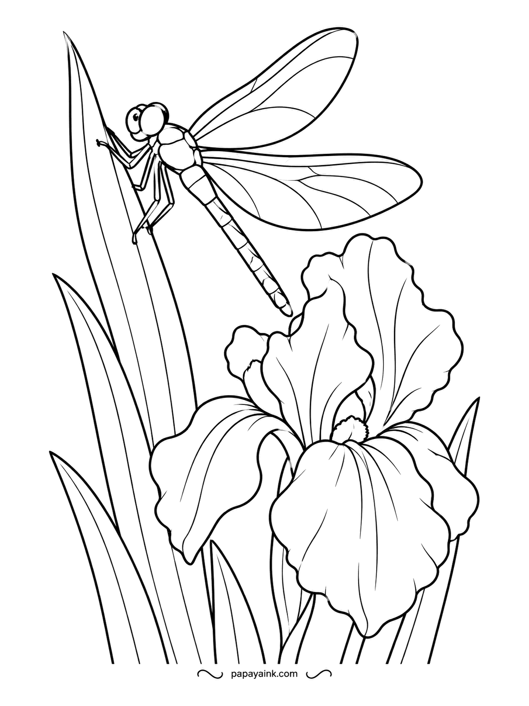 Garden Coloring Pages - Clinging to the tip of a sword-shaped leaf, a dragonfly holds its four wings flat above a single bearded iris in full bloom. Give the wings only a hint of color and the iris the deepest purple you own.