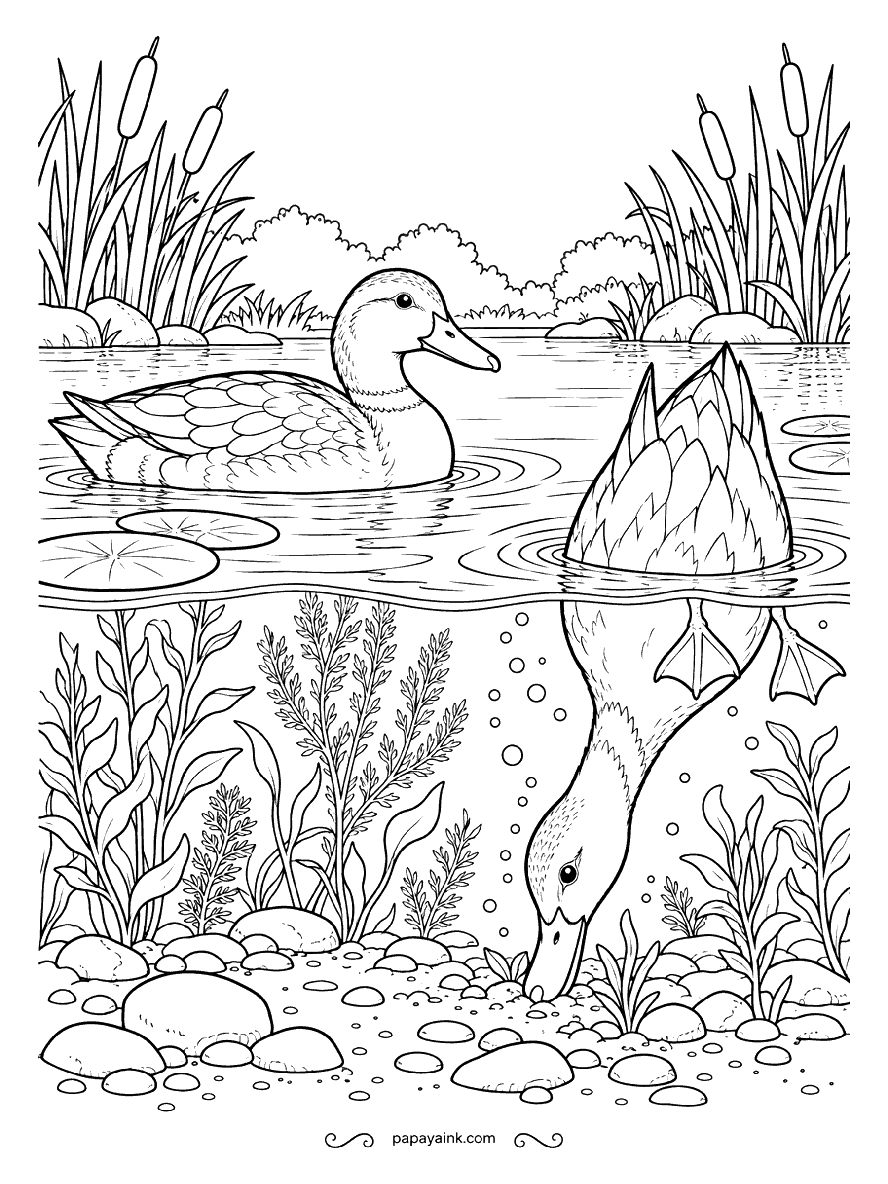 Duck Coloring Pages - Dabbling ducks rarely dive; to feed they tip forward, tail in the air, and reach the bottom with their bills. This split view shows both halves of the trick. Detailed - pondweed, pebbles and lily pads above.