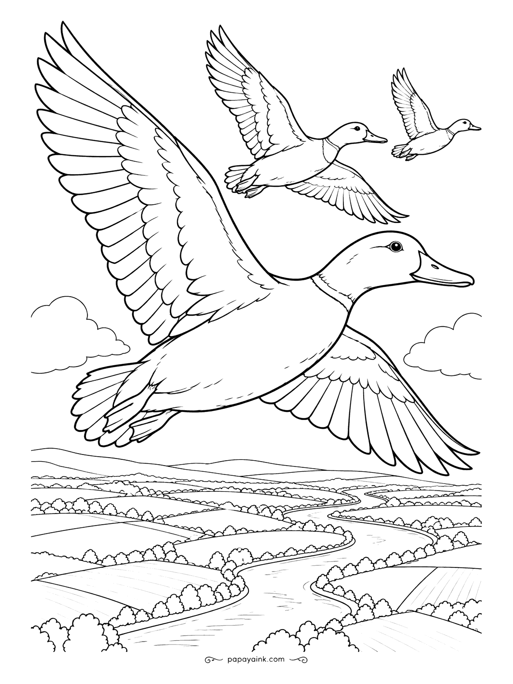 Duck Coloring Pages - Three mallards cross the sky in a loose line, the lead bird close enough to count its flight feathers. Below them a river winds through patchwork fields. Wide wings are a good place to practice long, even pencil strokes.