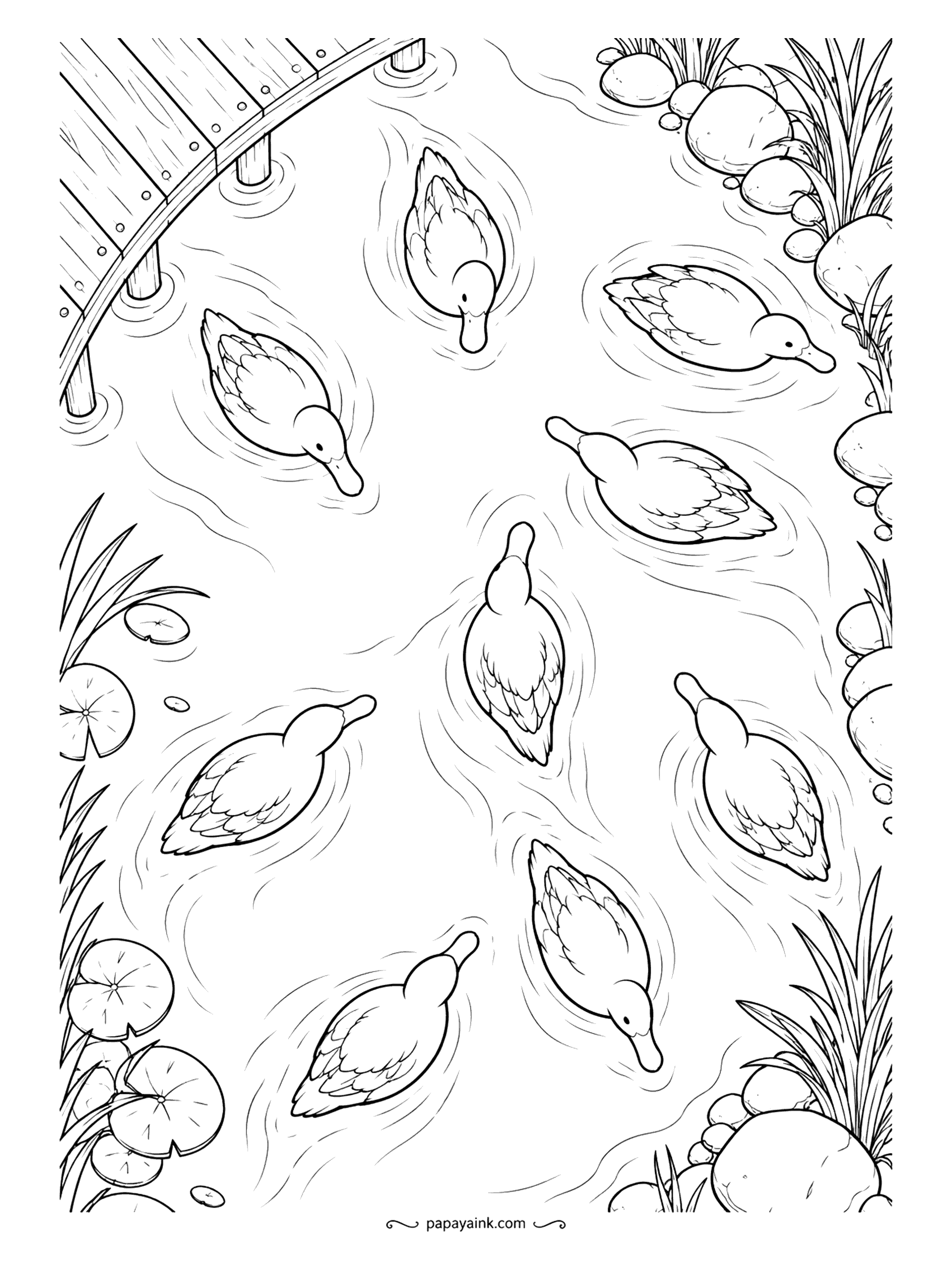 Duck Coloring Pages - From the top of the dock the pond turns into a pattern: a whole flock pointing every which way, each bird trailing its own ripples. Lily pads and boulders frame the edges. Color the water first, then the ducks.