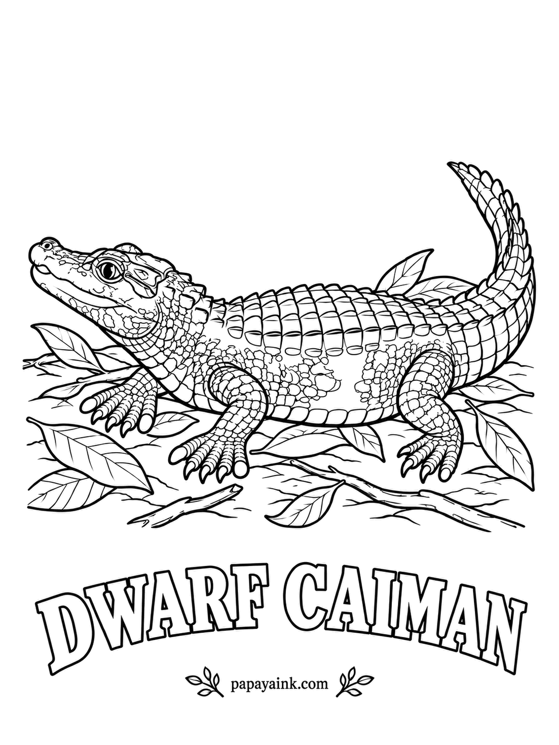 Reptile Coloring Pages - The smallest crocodilian alive, rarely longer than a person is tall, and armored more heavily than any of its relatives. Cuvier's dwarf caiman hides in shaded Amazon streams. Deep chocolate brown, almost black, with a lighter jaw and throat.
