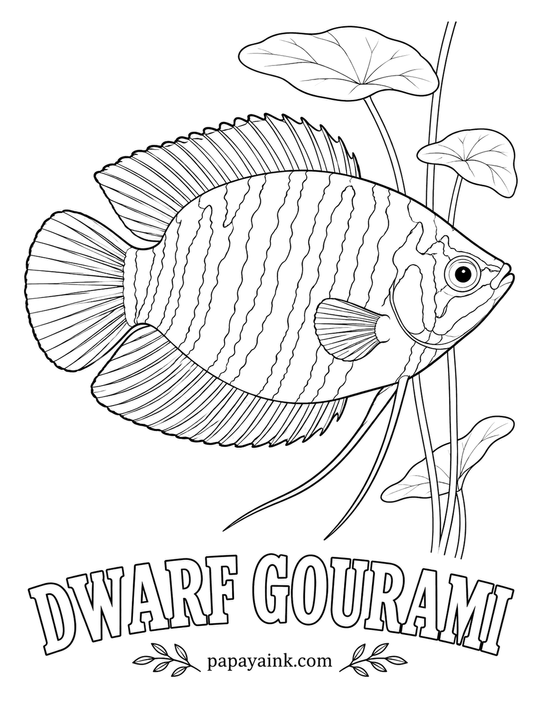 Aquarium Fish Coloring Pages - Males build a floating bubble nest and weave bits of plant into it to hold it together. Their sides are striped in alternating red-orange and turquoise, like a woven ribbon. Lay in all the red-orange stripes first, then fill the turquoise ones.