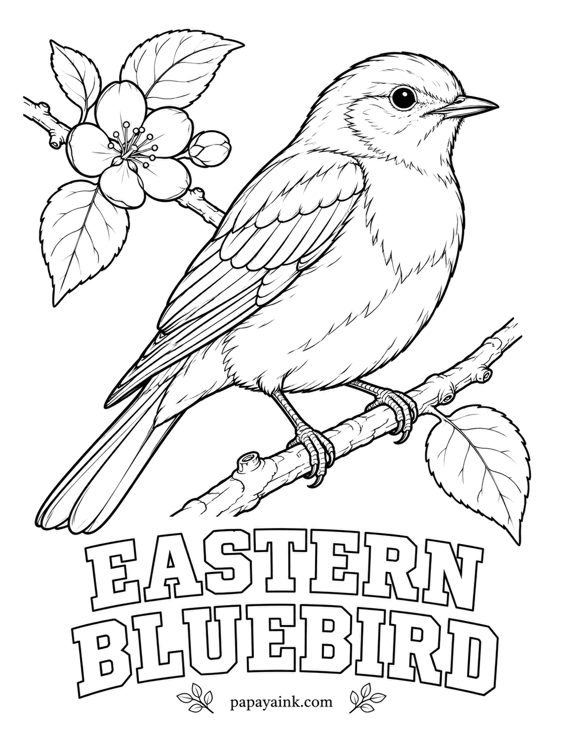 Printable Bird Coloring Pages - Bluebirds became scarce across the East, and they came back because people put up nest boxes for them. The male Eastern Bluebird is bright blue above, rusty orange on the throat and breast, white on the belly. Pale pink for the blossom.