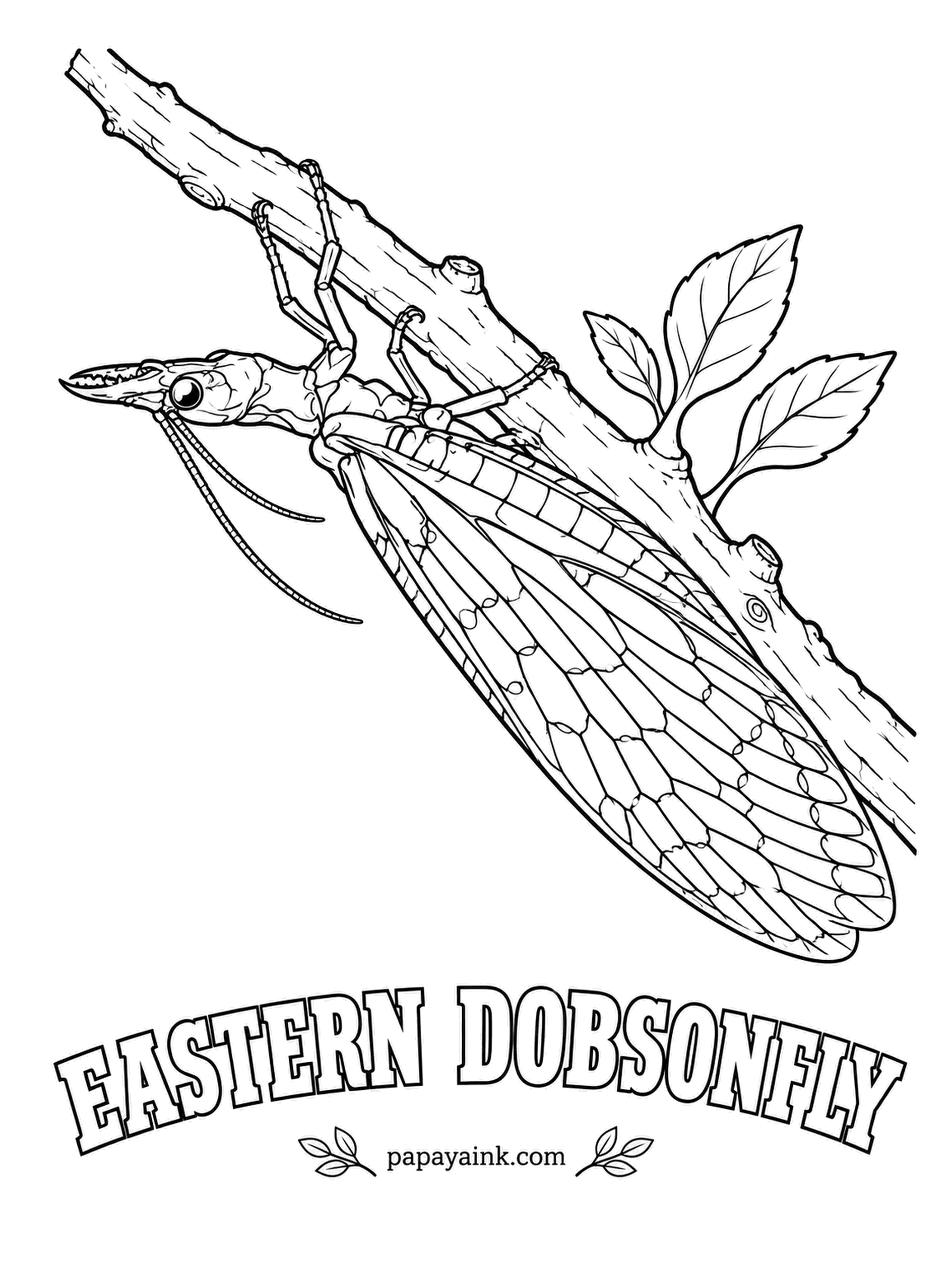 Insect Coloring Pages - Those huge sickle-shaped mandibles on the male eastern dobsonfly are mainly for show: they are too unwieldy to give a strong bite. Its larva, the hellgrammite, lives only in clean streams. Gray-brown wings speckled with pale spots.