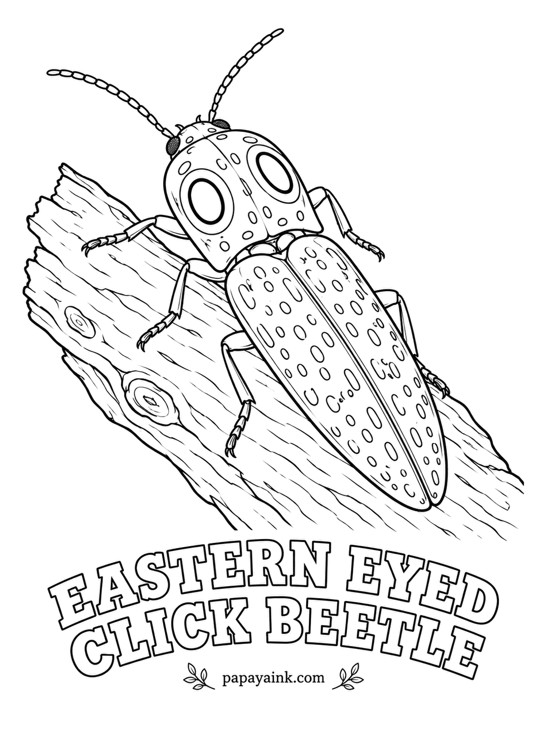 Beetle Coloring Pages - Fake eyes on the collar are there to scare off birds. If the bluff fails, the eastern eyed click beetle plays dead, then snaps its body with a loud click and flips itself upright. Salt-and-pepper speckles all over.