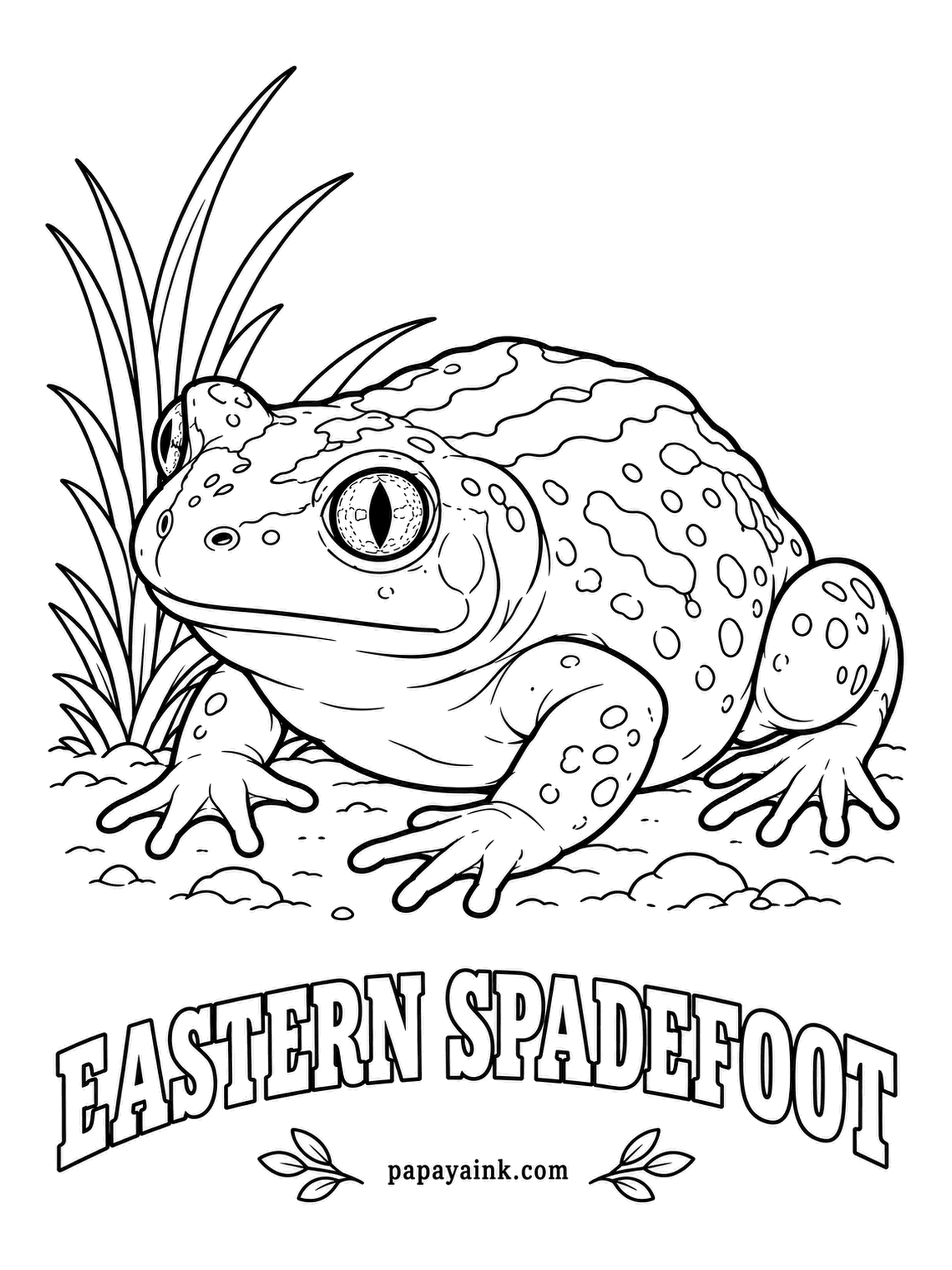 Amphibian Coloring Pages - A cat's eye on a toad: the eastern spadefoot has a vertical slit pupil. It digs in backward with the hard black spade on its hind feet and stays buried until heavy rain. Brown or gray with twin pale lines curving down the spine.