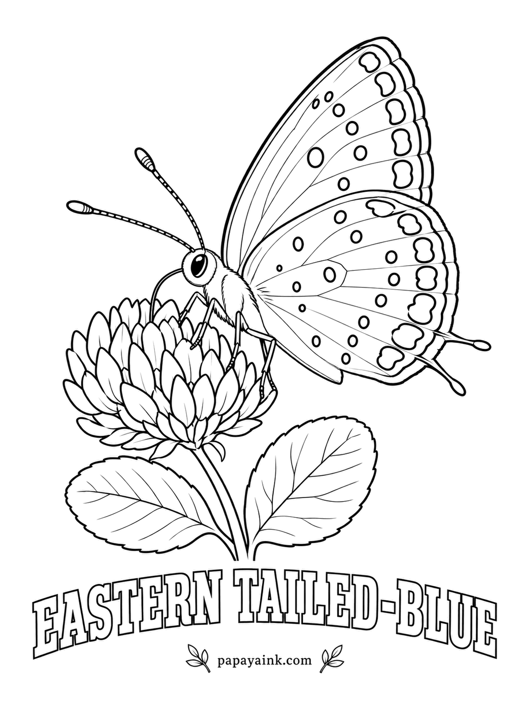 Butterfly and Moth Coloring Pages - Hardly bigger than a thumbnail, with threadlike tails most people never notice. The male is lavender blue on top, the underside pale gray with black dots and two orange spots near the tails. Clover is where it lays its eggs.