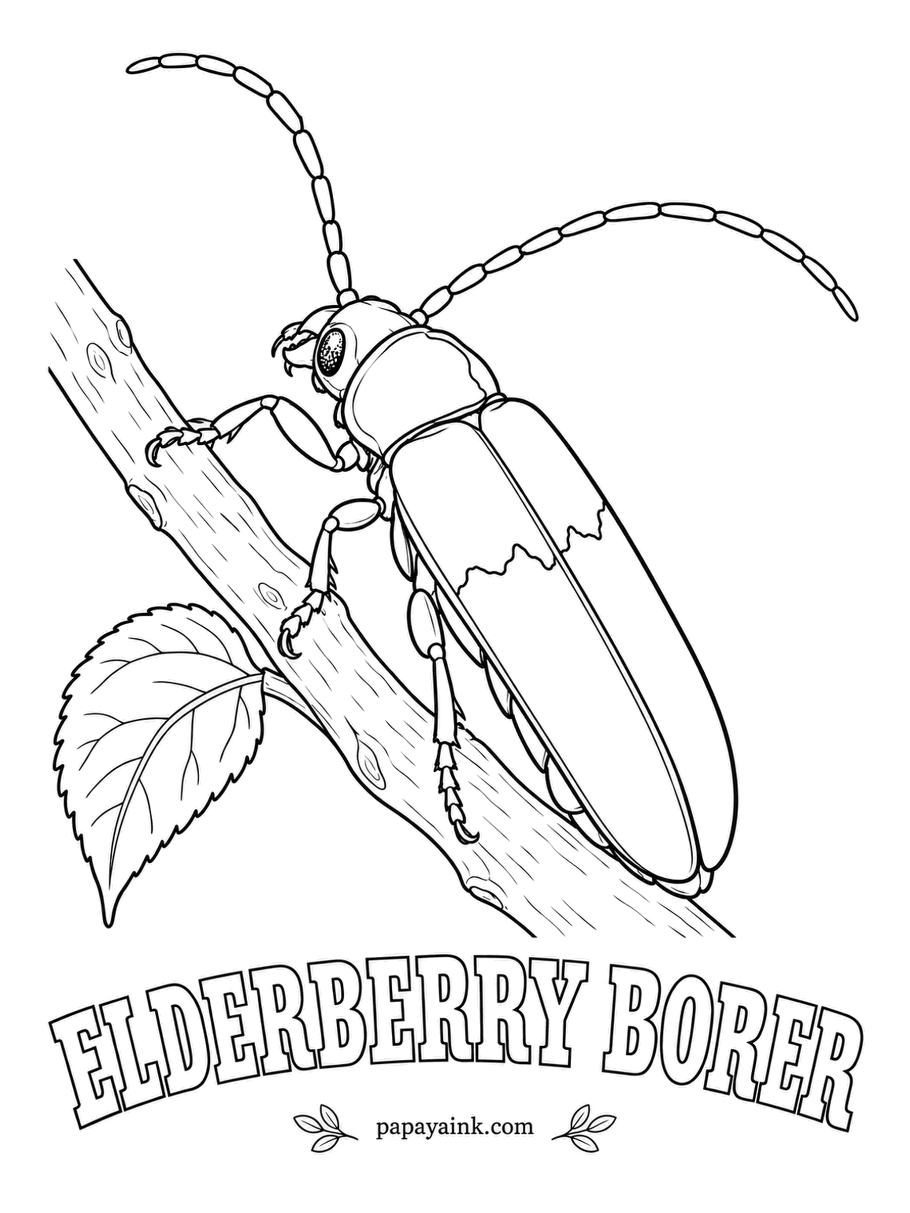 Beetle Coloring Pages - Dark metallic blue with a vivid orange cape across the shoulders, the elderberry borer looks dressed for a costume party. Its grubs spend about two years inside elderberry stems. Navy first, then a saturated orange.