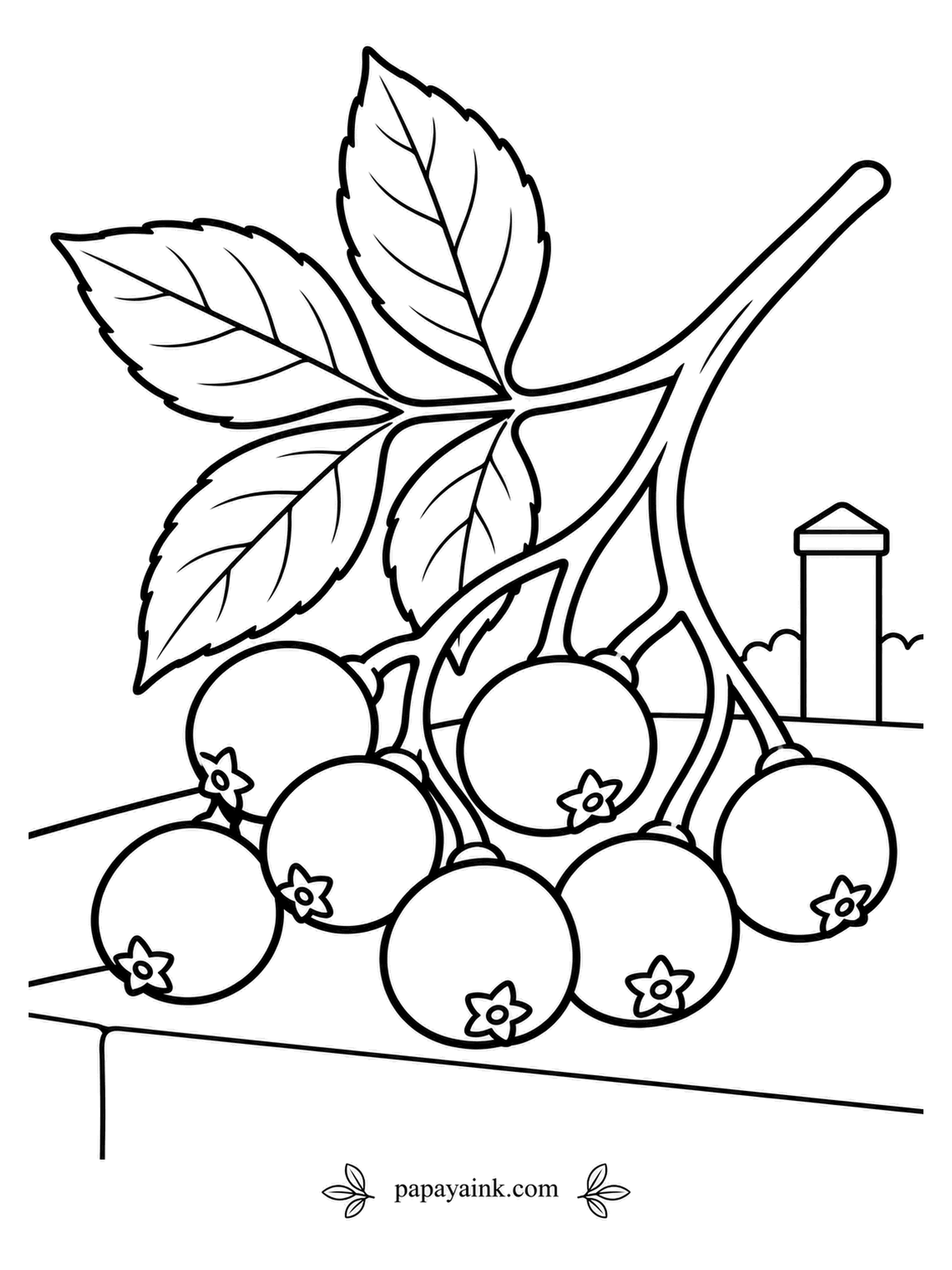 Fruit Coloring Pages - Cook them first: elderberries go into syrup, jam or pie, never straight from the bush, and the creamy flowers come earlier, steeped into cordial. Real berries are tiny; here they are drawn big enough to color one by one. Dark violet berries, reddish stems, green leaflets.