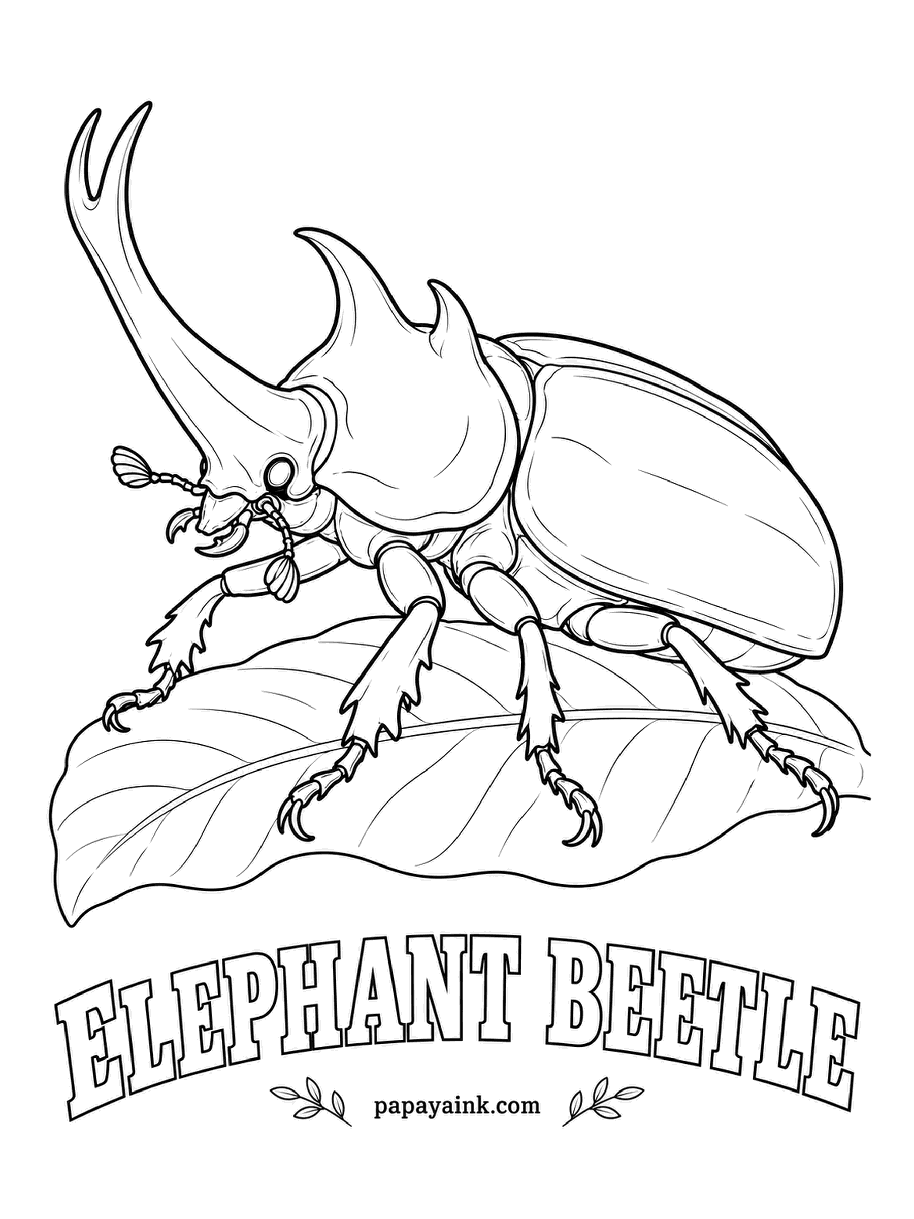 Beetle Coloring Pages - Run a finger along a live elephant beetle and it feels like velvet: the dark body is covered in fine golden hairs. A big male from Central America can reach nearly five inches. Feathery strokes over brown-black give the fuzz.