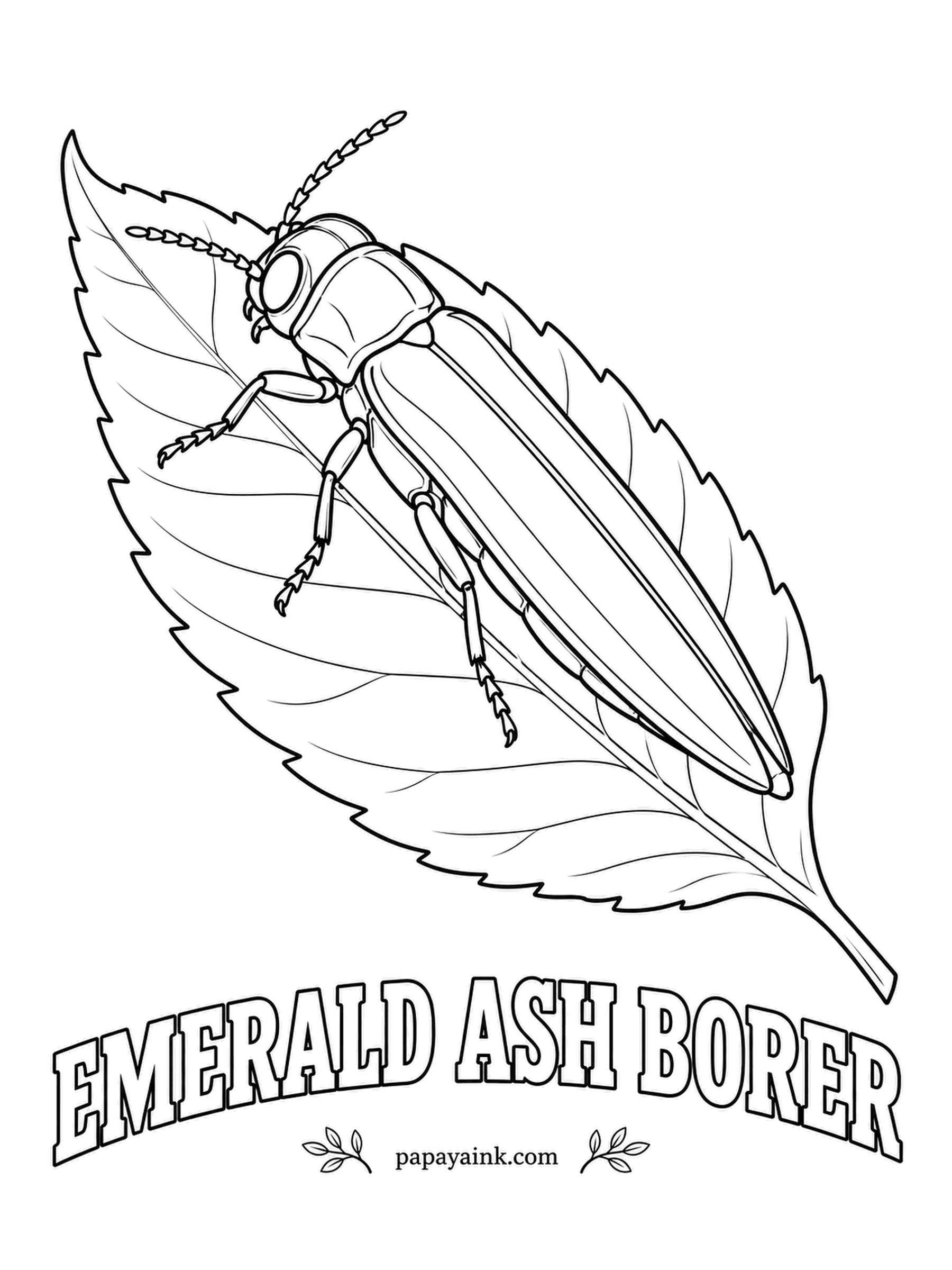 Beetle Coloring Pages - Half an inch of shimmering green, the emerald ash borer arrived from Asia in the early two-thousands and has spread across much of eastern North America since. Metallic emerald, with a coppery-red belly hidden under the wings.
