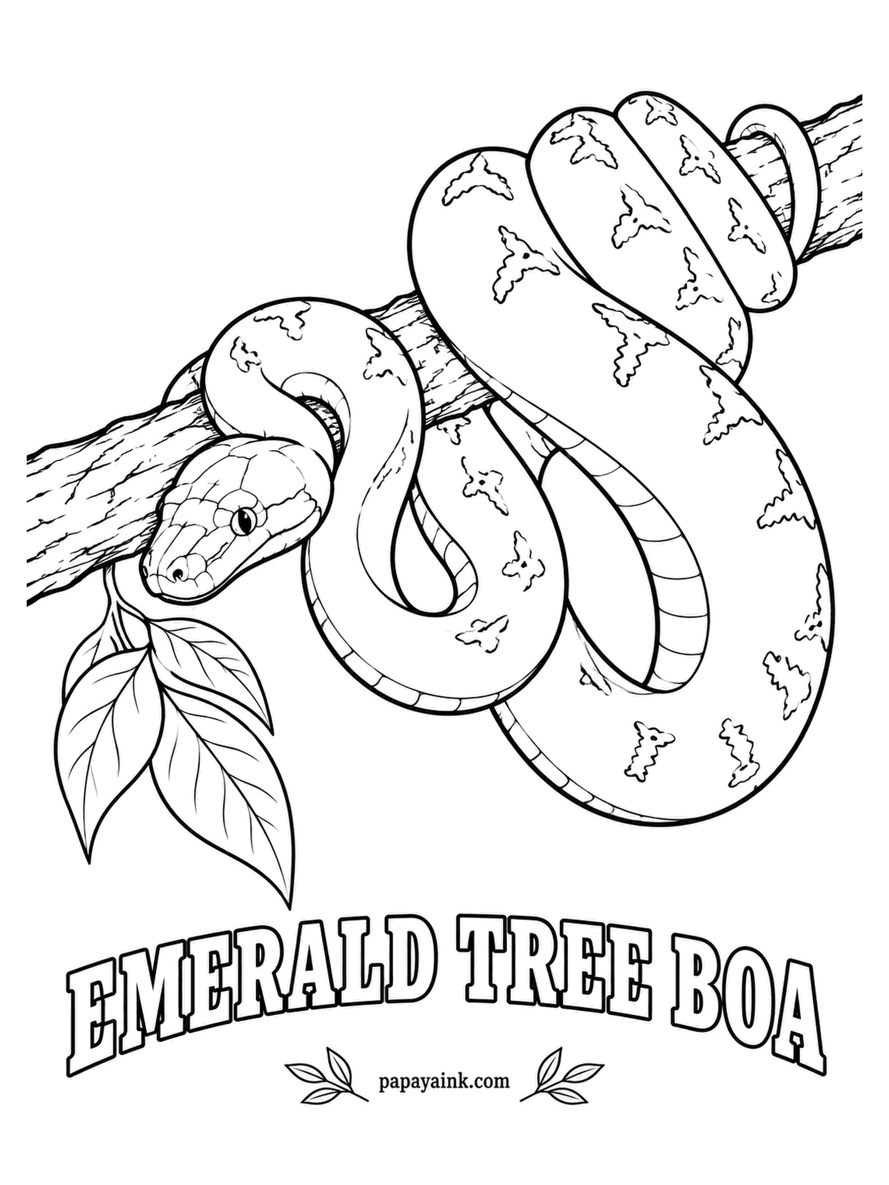 Reptile Coloring Pages - Coils folded neatly over a branch, head resting in the middle: the emerald tree boa sleeps this way every day in the Amazon canopy. Babies are born orange or red. Leaf green with white zigzags along the spine.
